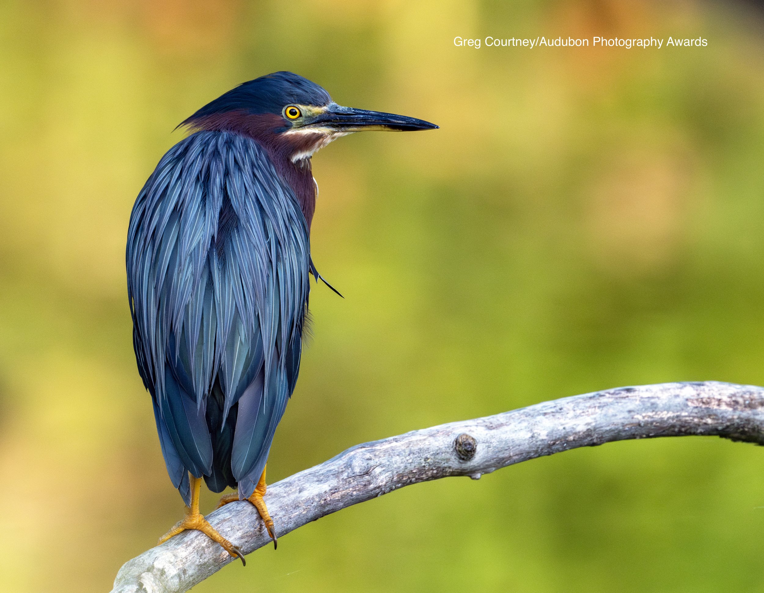 Wetlands Birding with Jason Love