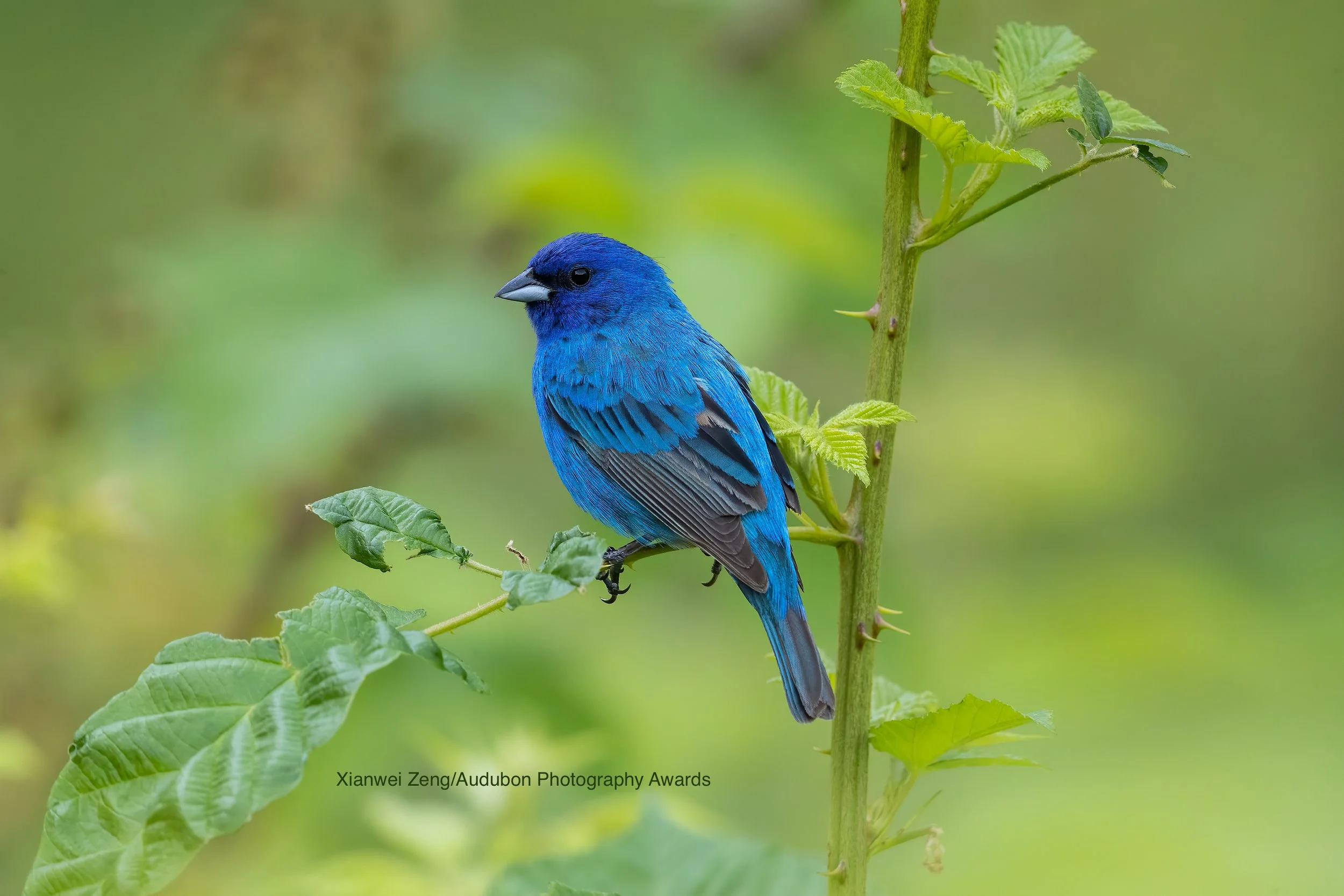 Jones Gap with Brent Martin