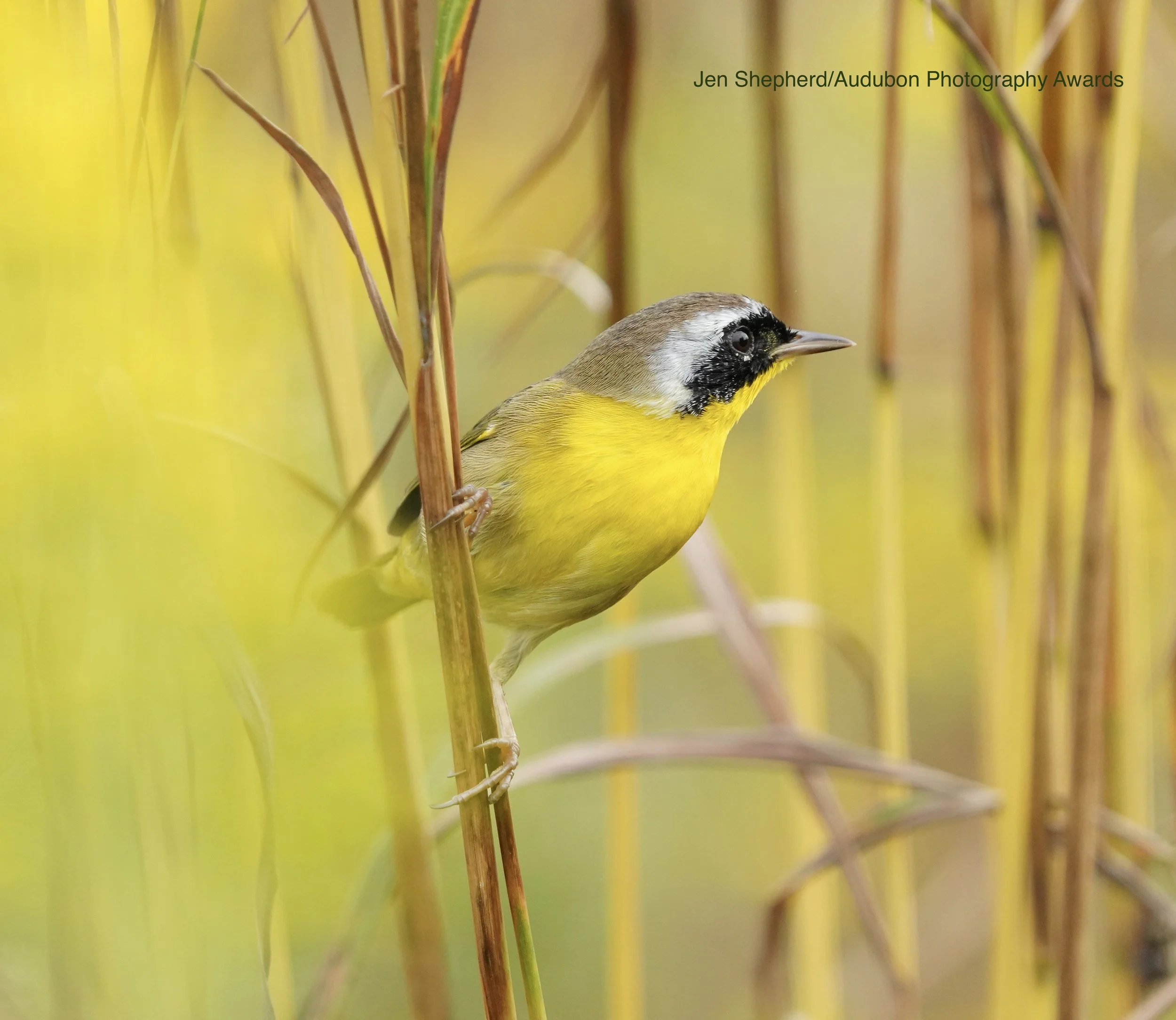 Birding the Wet Meadow at Hambidge Center with Jack Johnston &amp; Melanie Vickers