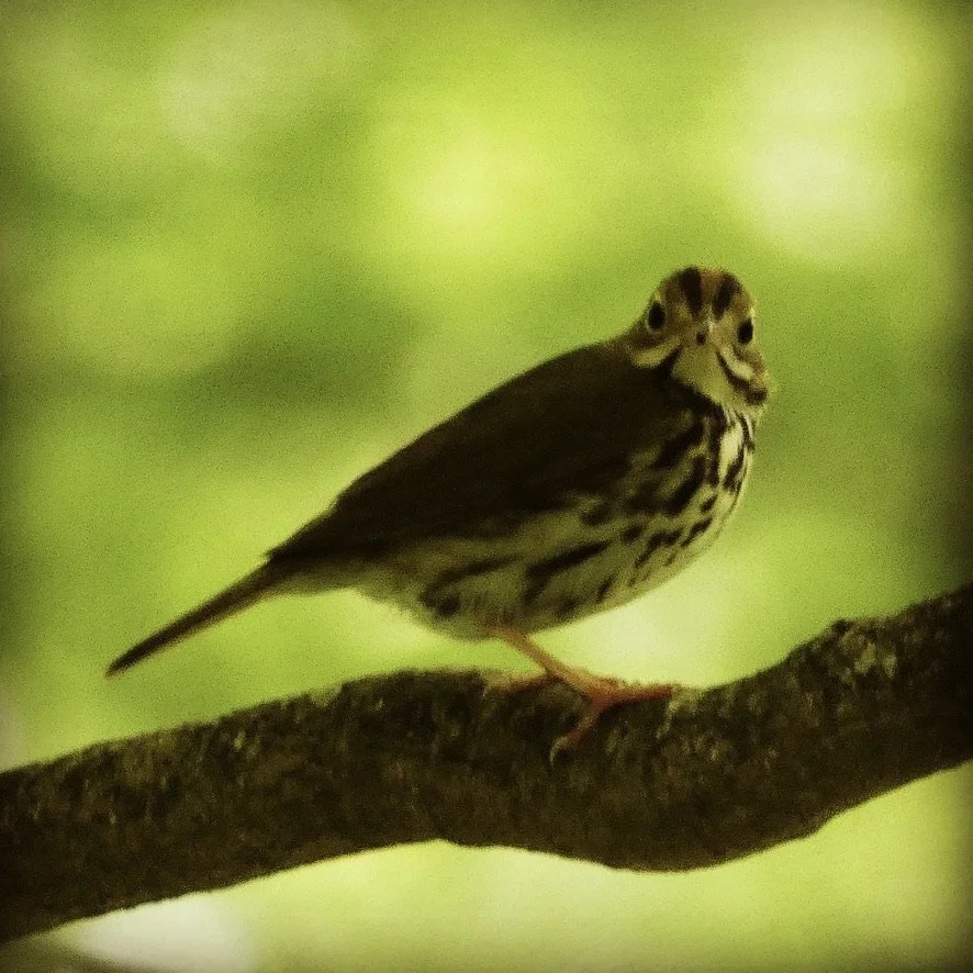 MAPS Bird Banding