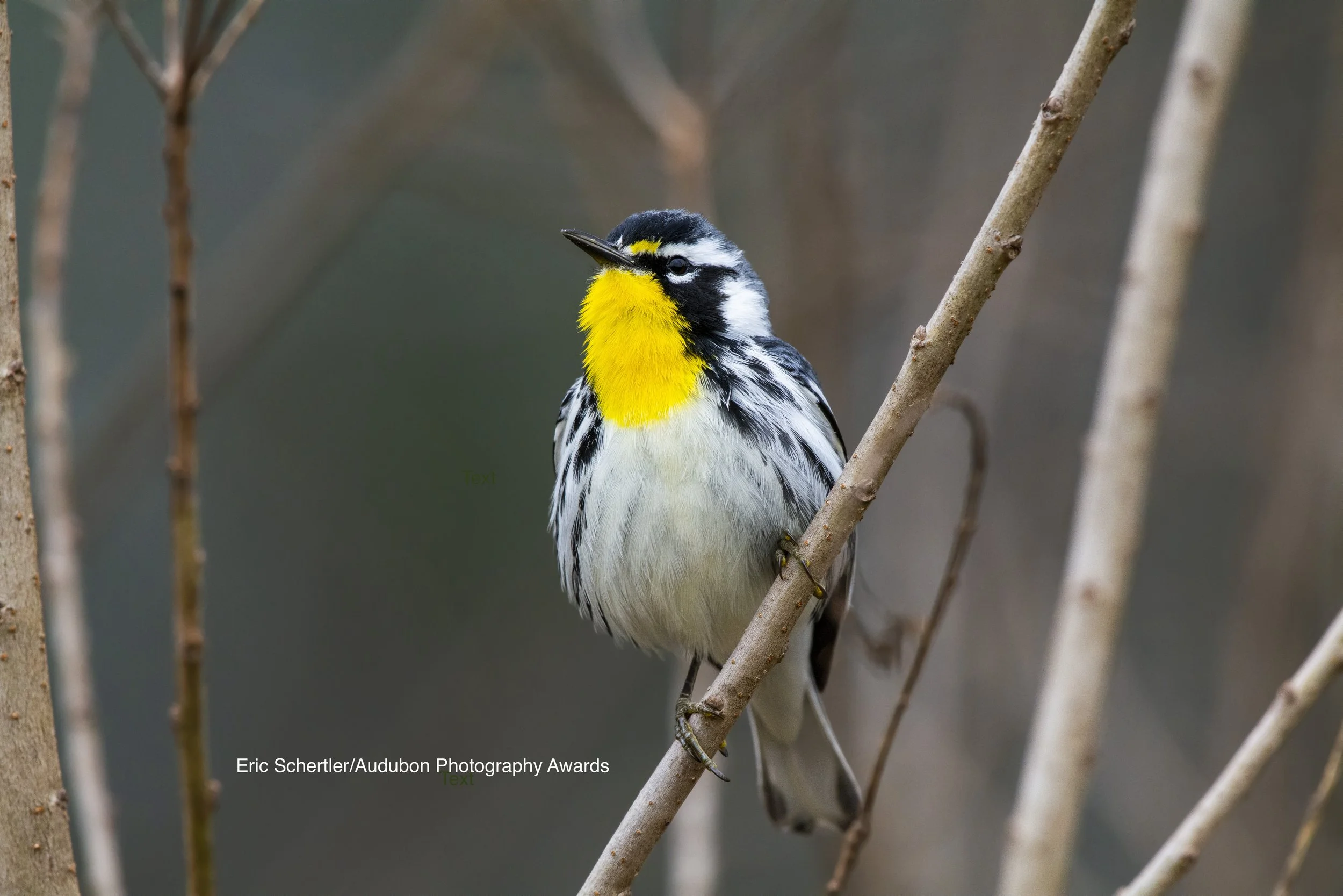 Clayton Bird Walk