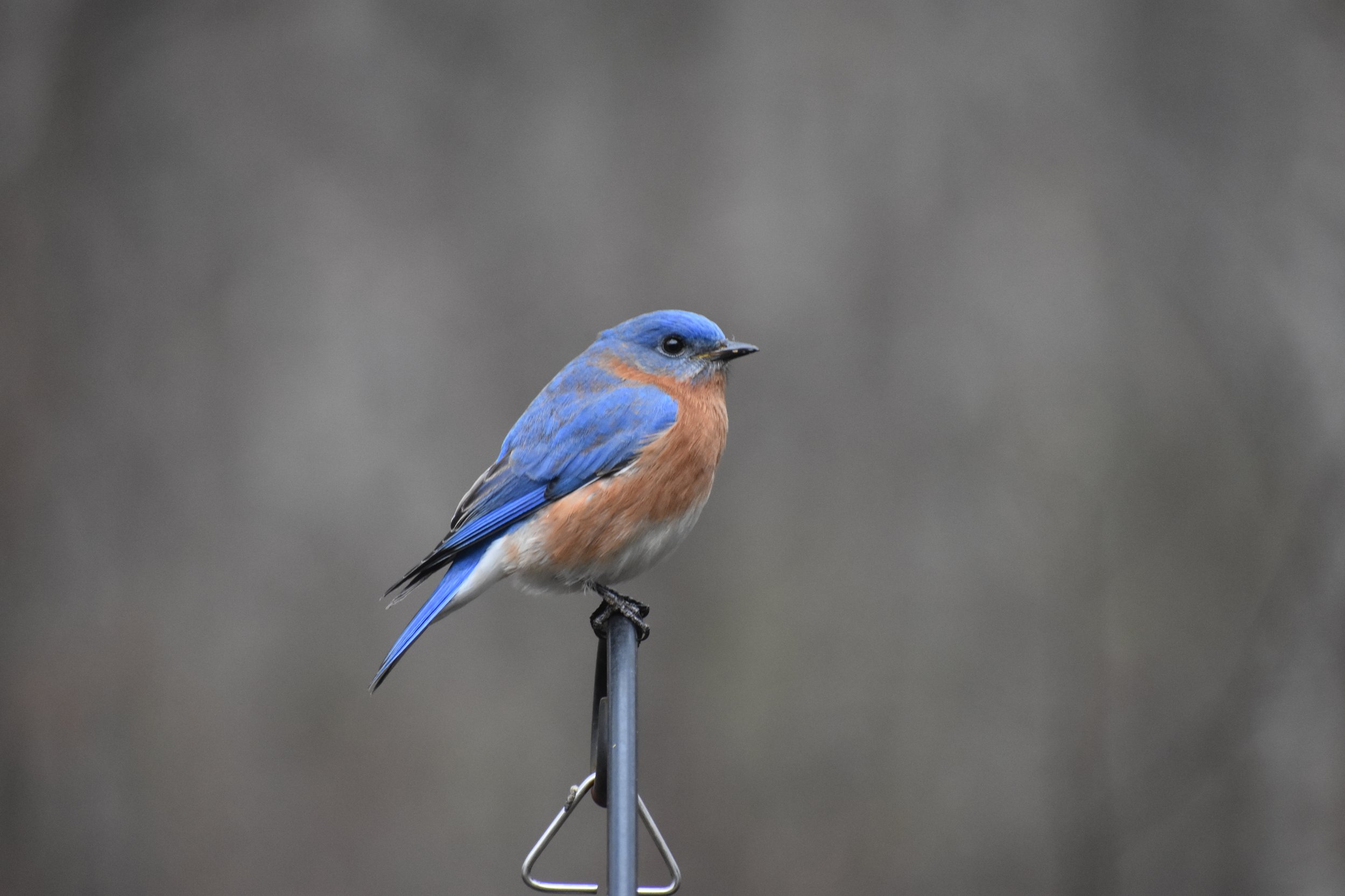 Clayton Bird Walk