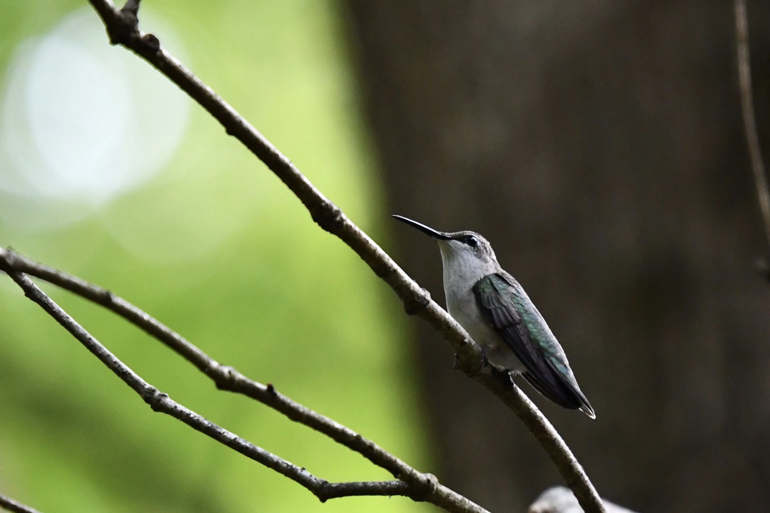 Clayton Bird Walk