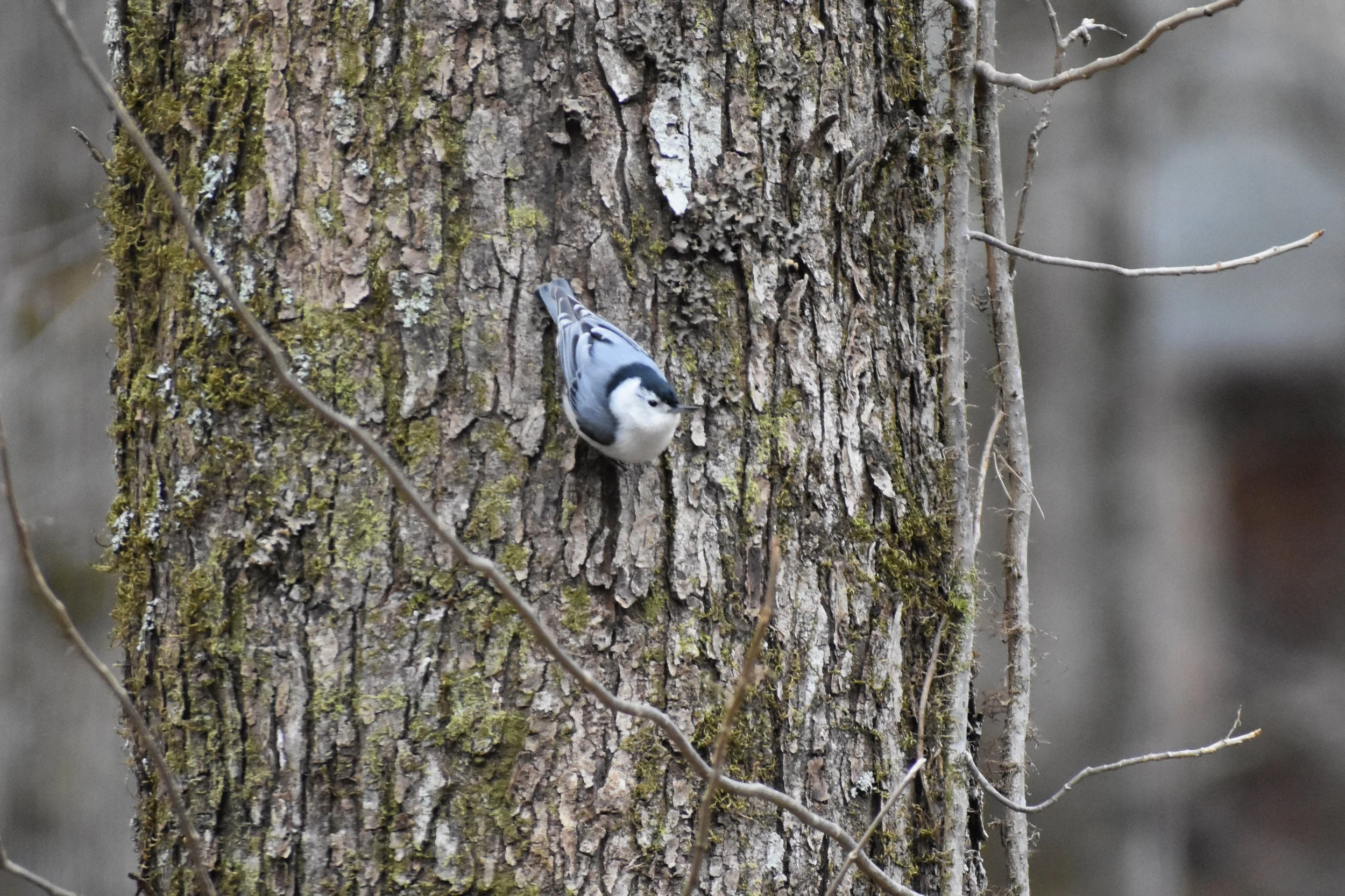 Clayton Bird Walk