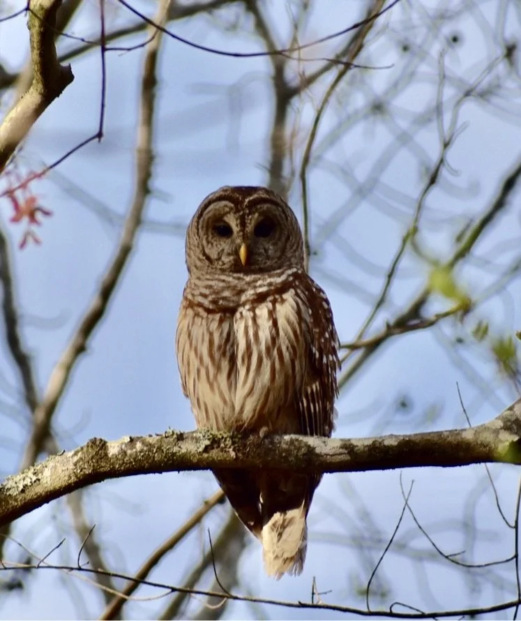 Owls:  Masters of the Night