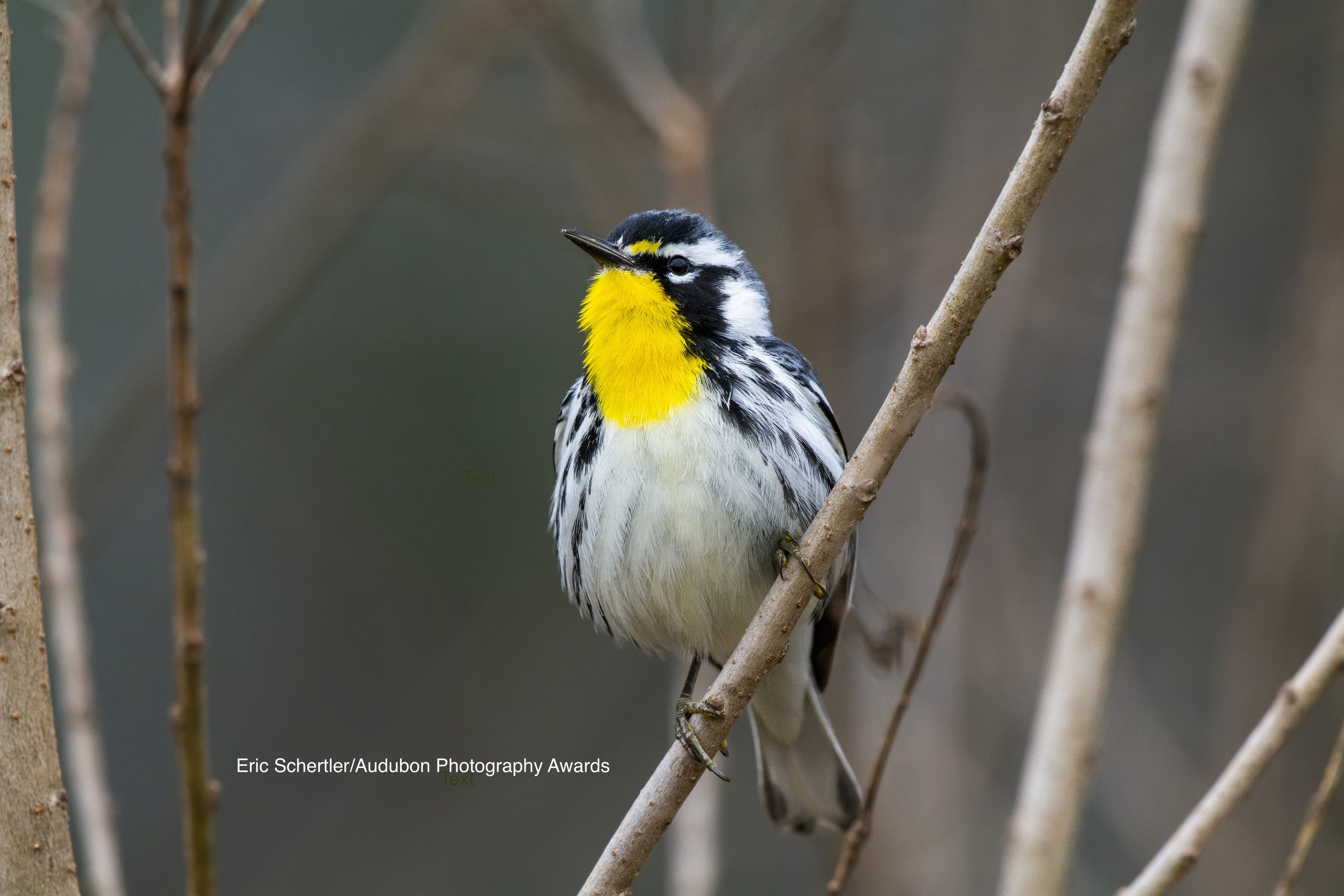 Bird Walk and Bird Banding at Highlands Biological Station