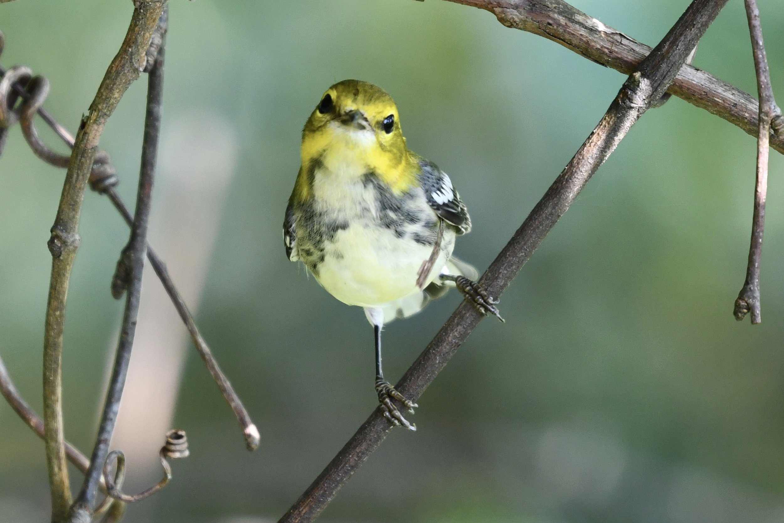 Clayton Bird Walk