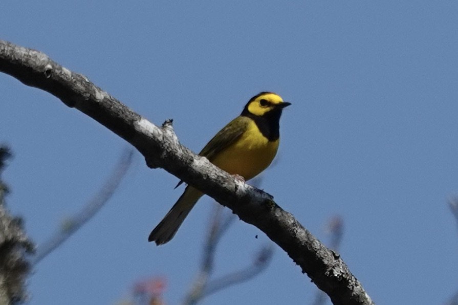 Clayton Bird Walk