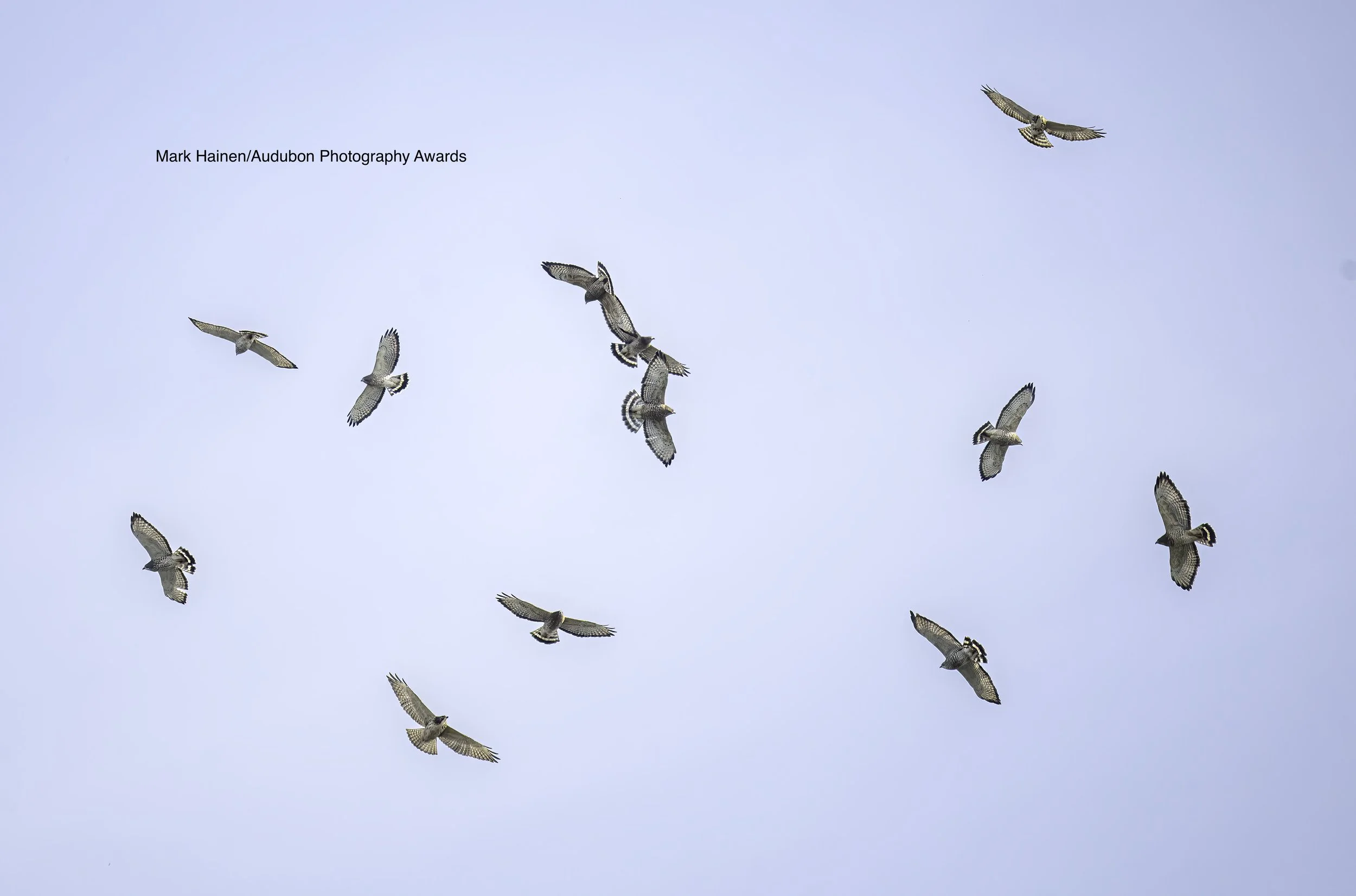 Broad-winged Hawk Migration