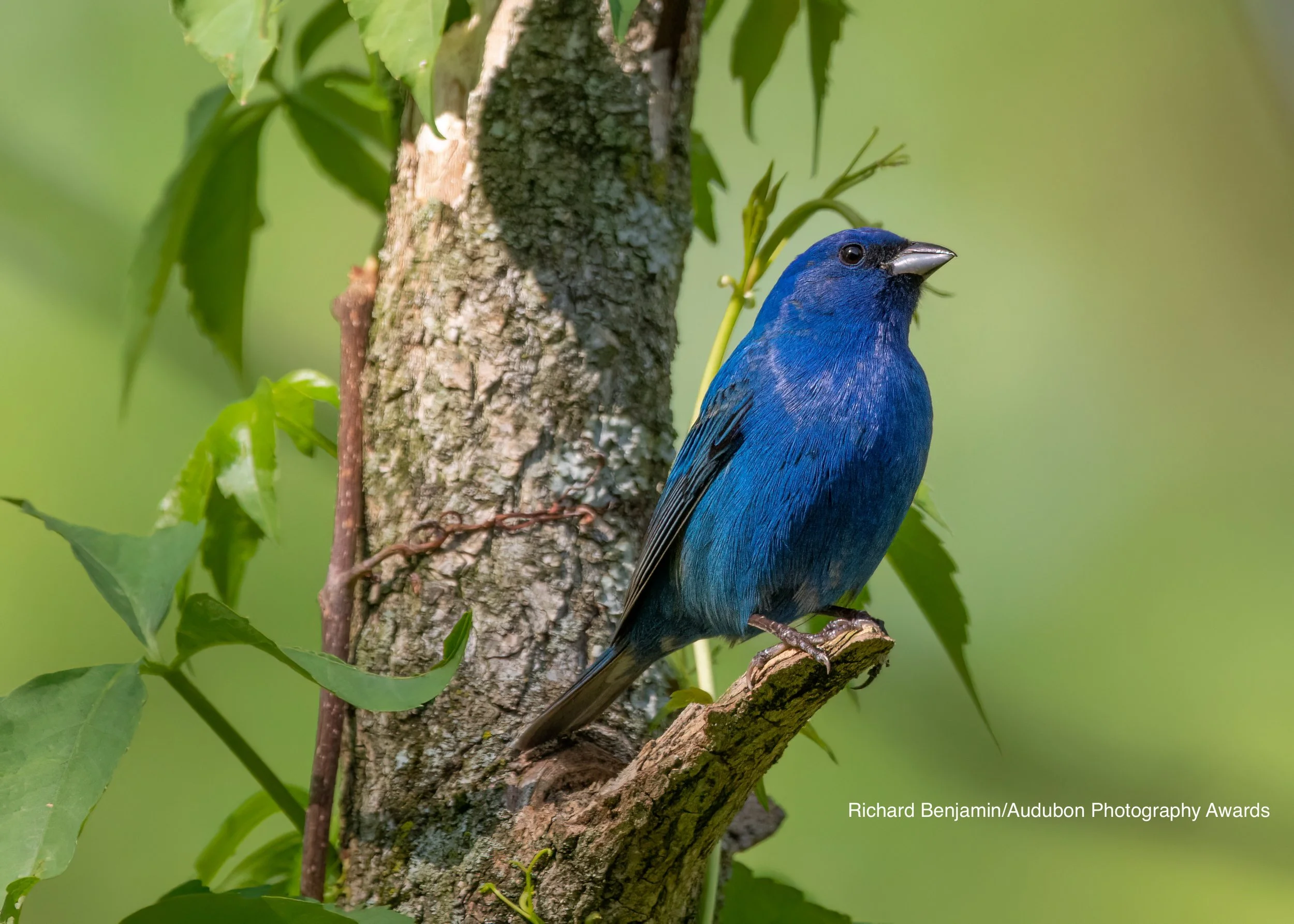 Clayton Bird Walk - Kelly Creek Park and Dillard Reservoir