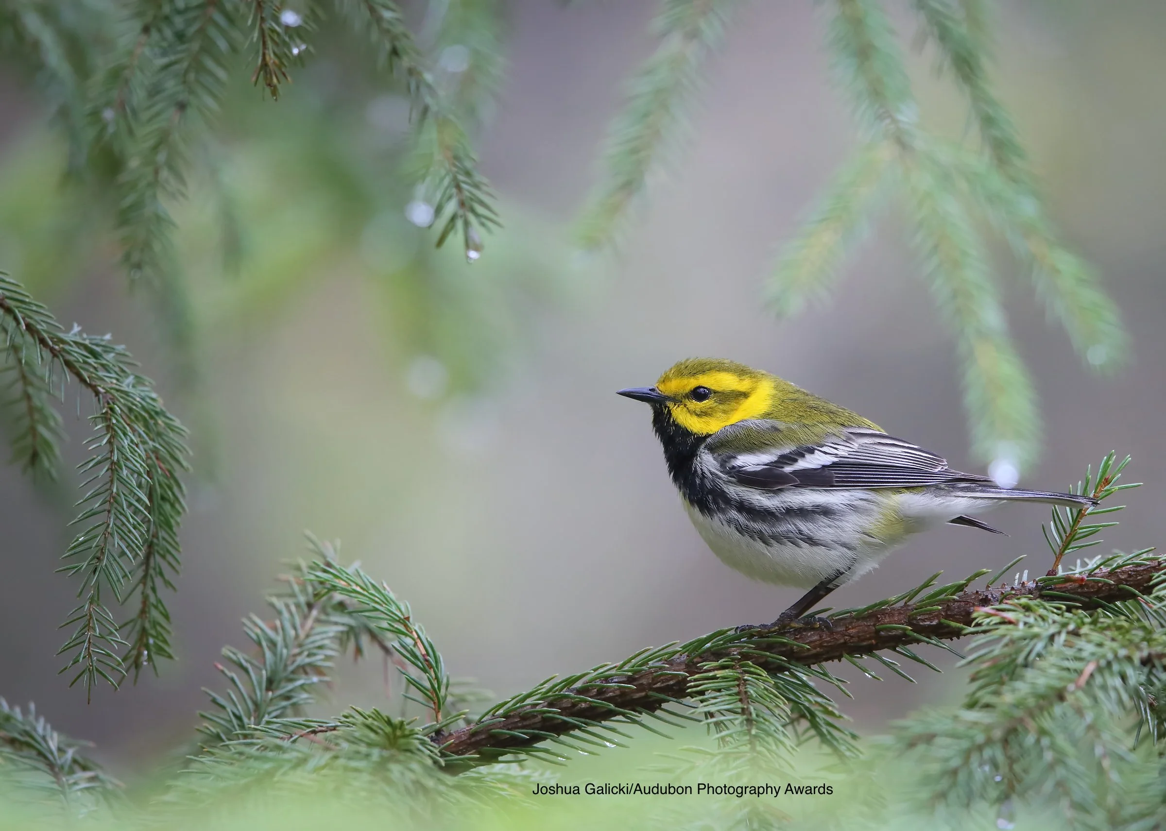Birding the Blue Ridge Pkwy