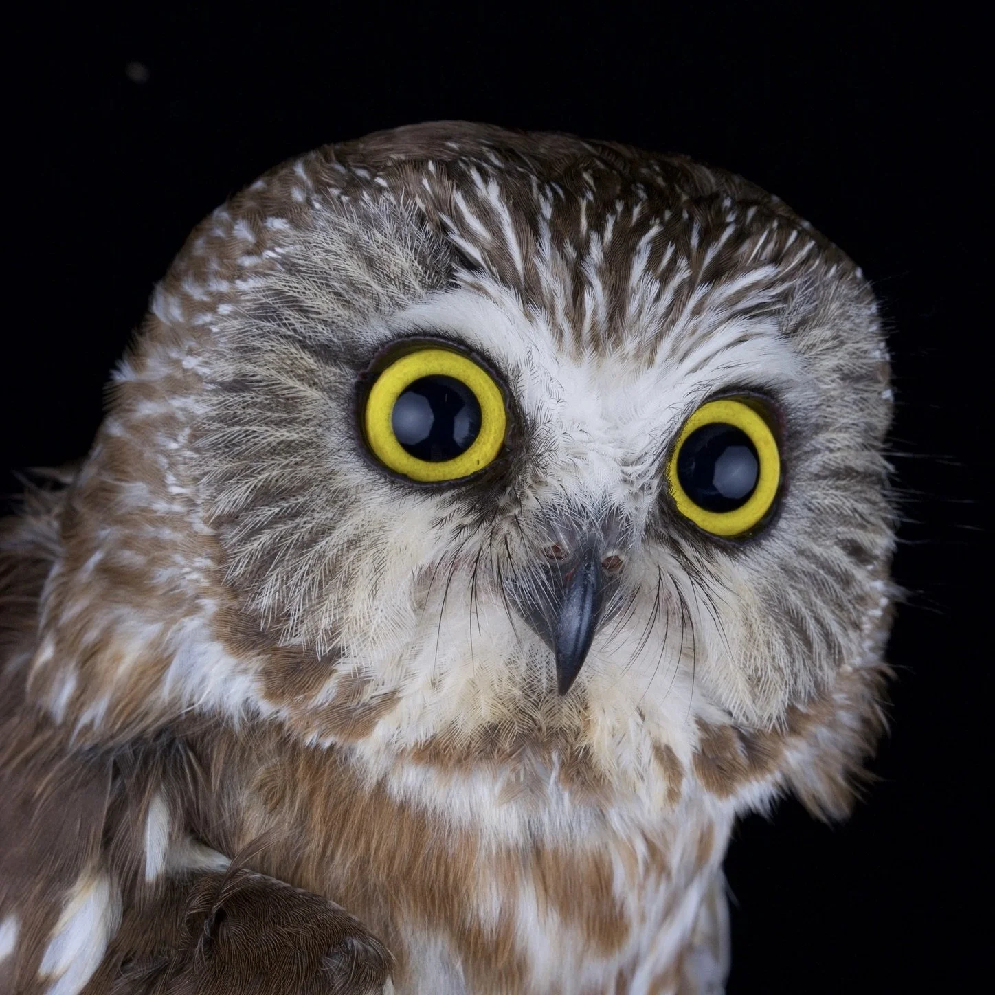 Northern Saw Whet Owl Presentation