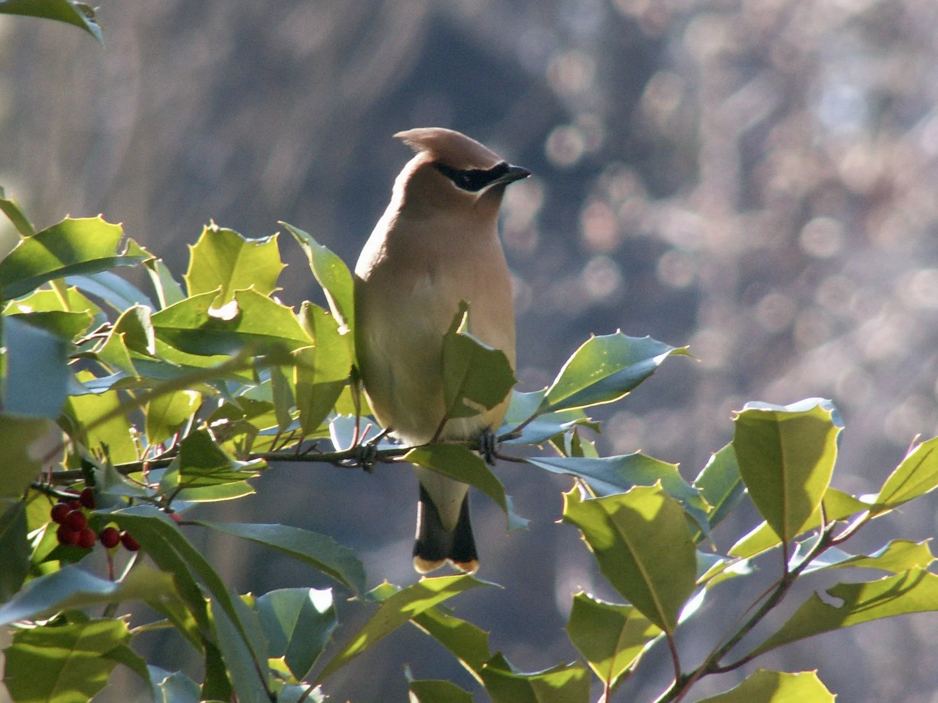 Audubon Christmas Bird Count
