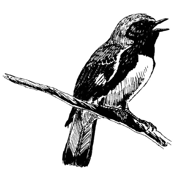 Headwaters Bird Alliance