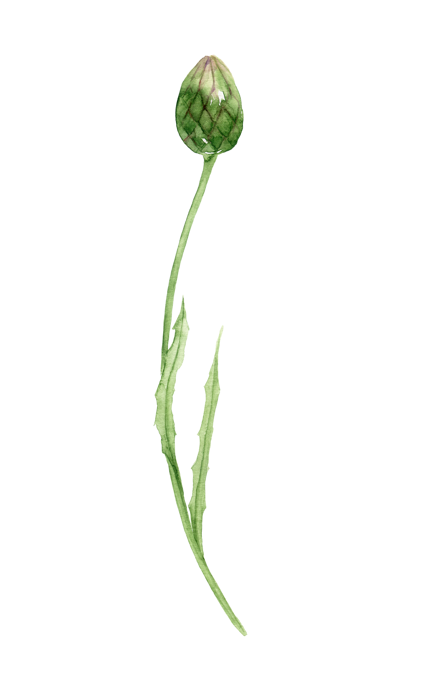 A detailed botanical illustration of a young artichoke plant with a blooming bud, showing green leaves, stem, and bud in watercolor style.