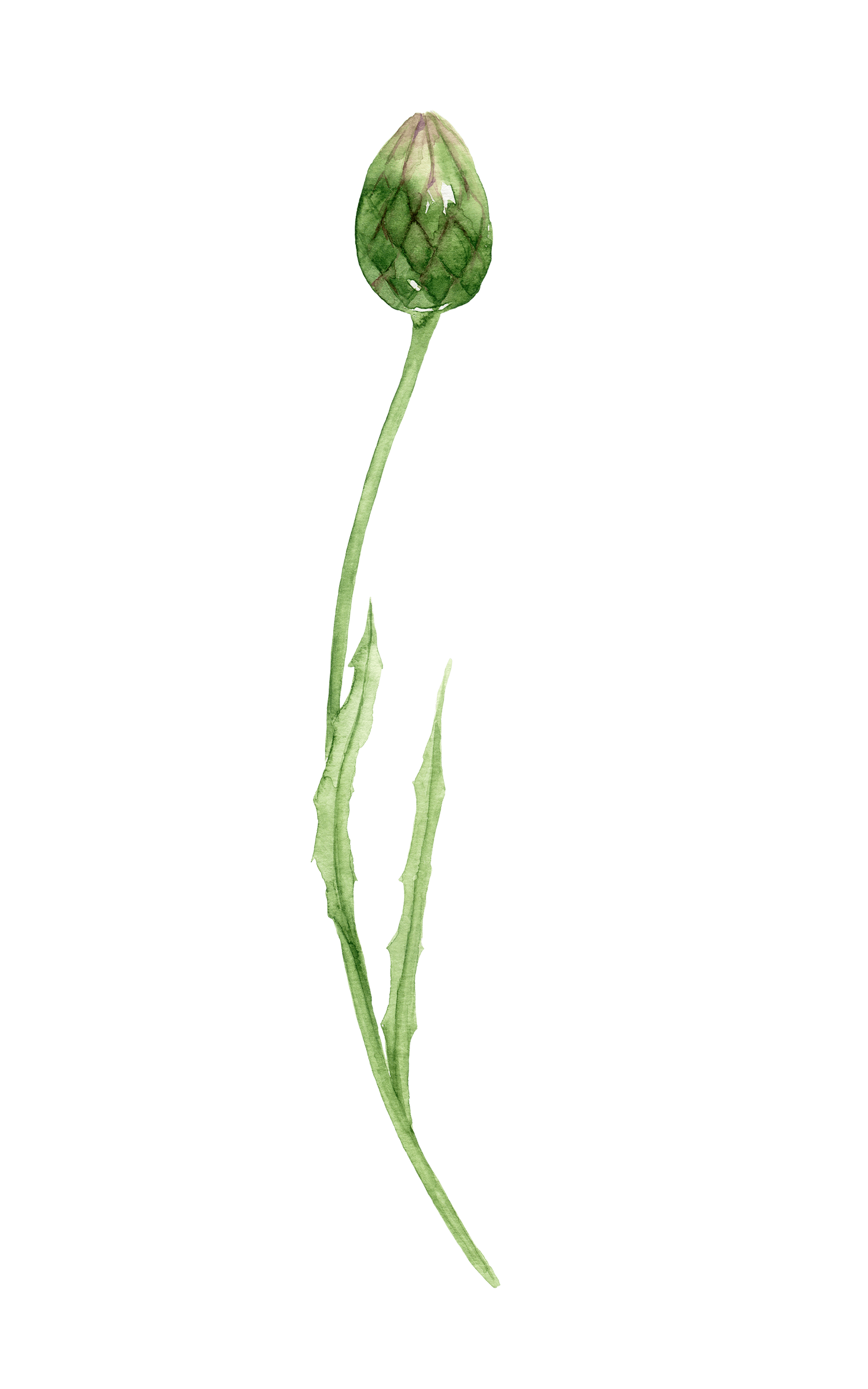 Watercolor illustration of a flower bud
