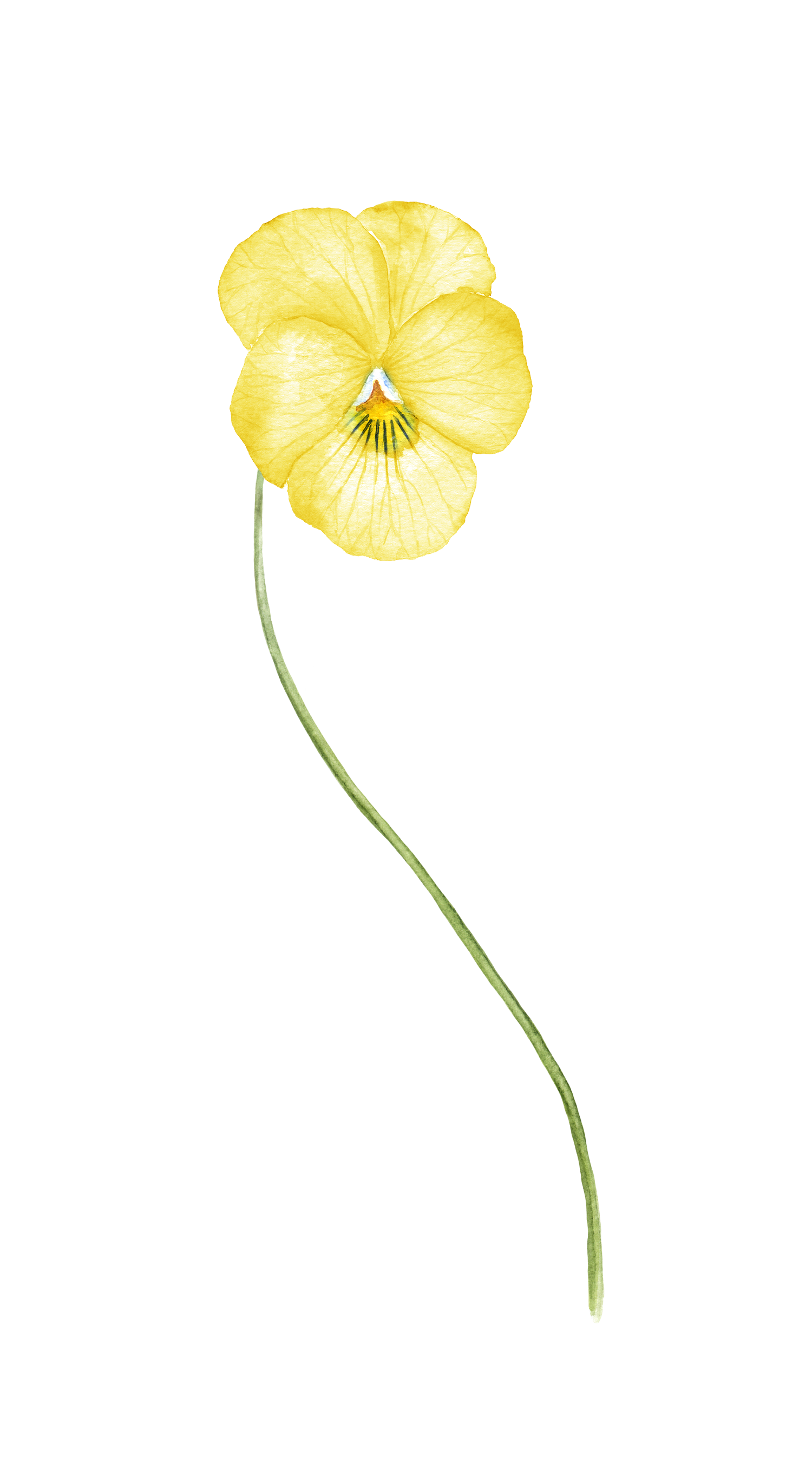 A yellow flower with a long curved green stem and petals with visible veins.