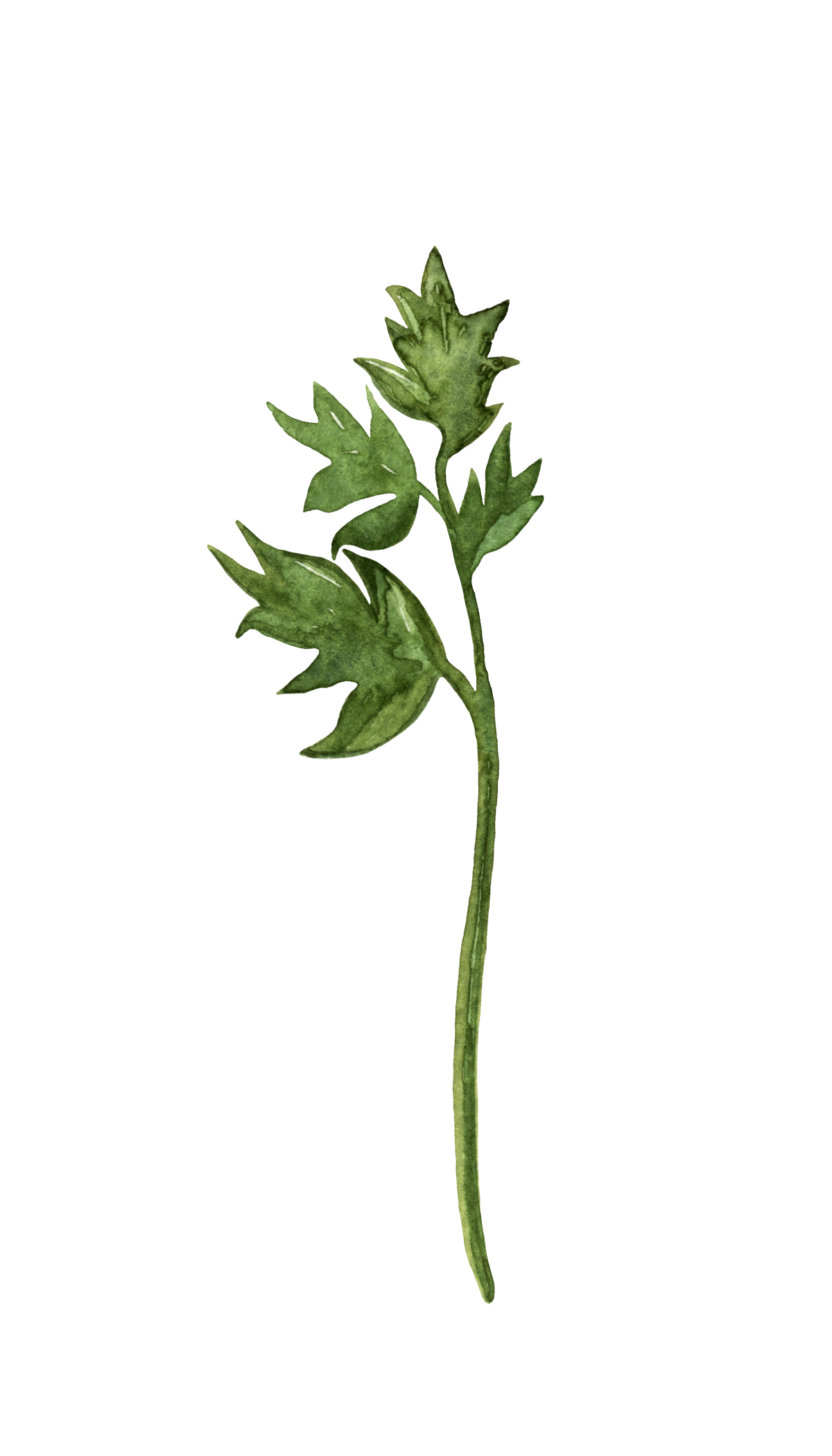 A fresh, green herb with jagged leaves and a long stem.