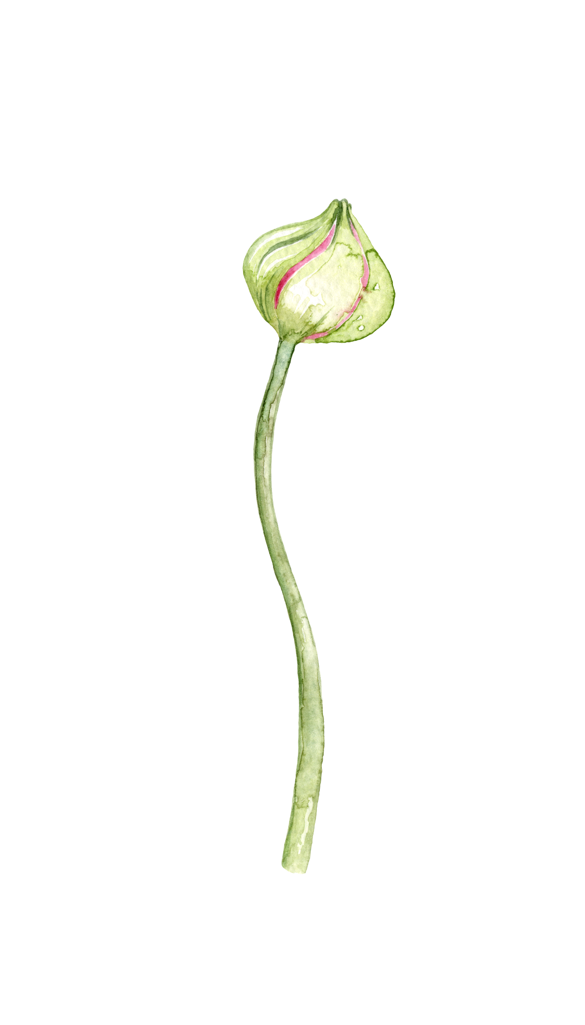 A watercolor illustration of a dandelion seed head with some seeds slightly dispersed, showing the fine details of its stem and delicate seed parachutes.