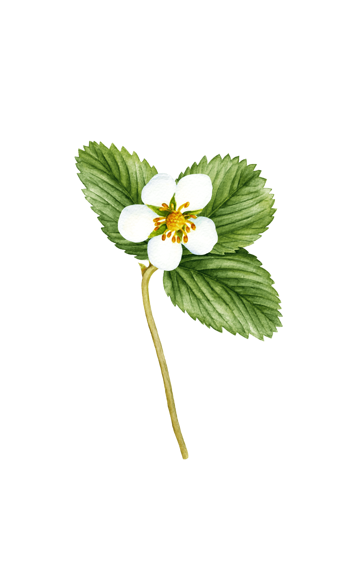 Revel in White strawberry flower decal