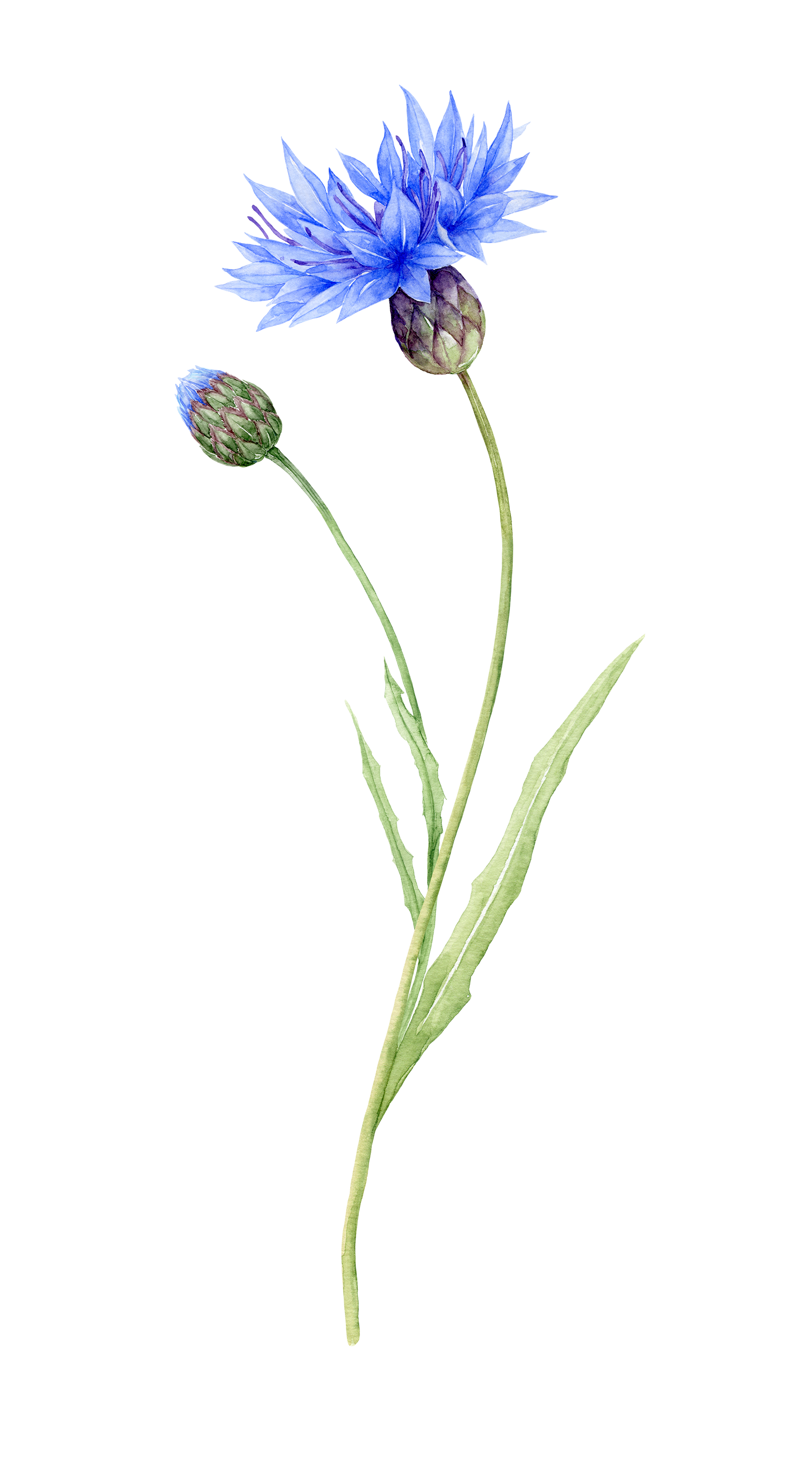 A detailed watercolor illustration of a blue cornflower with one bloom and one bud on green stems and leaves.