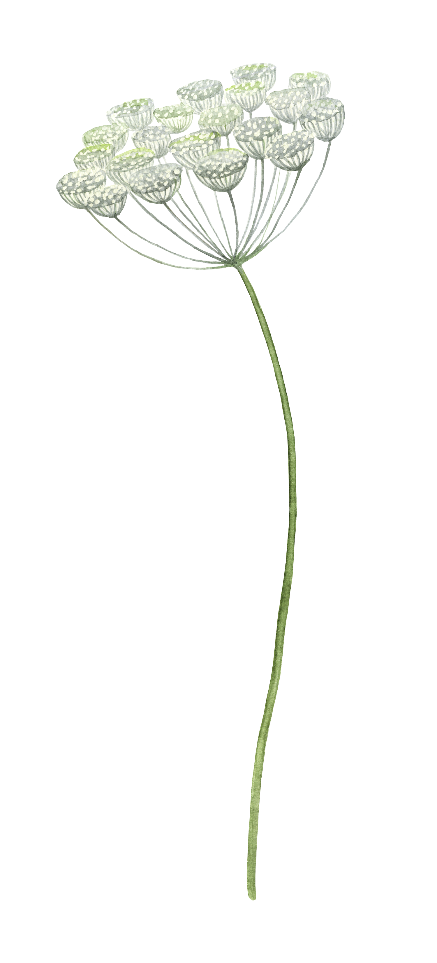 A digital illustration of a flower with a long, curving green stem and a cluster of small, round, white and pale green buds at the top.