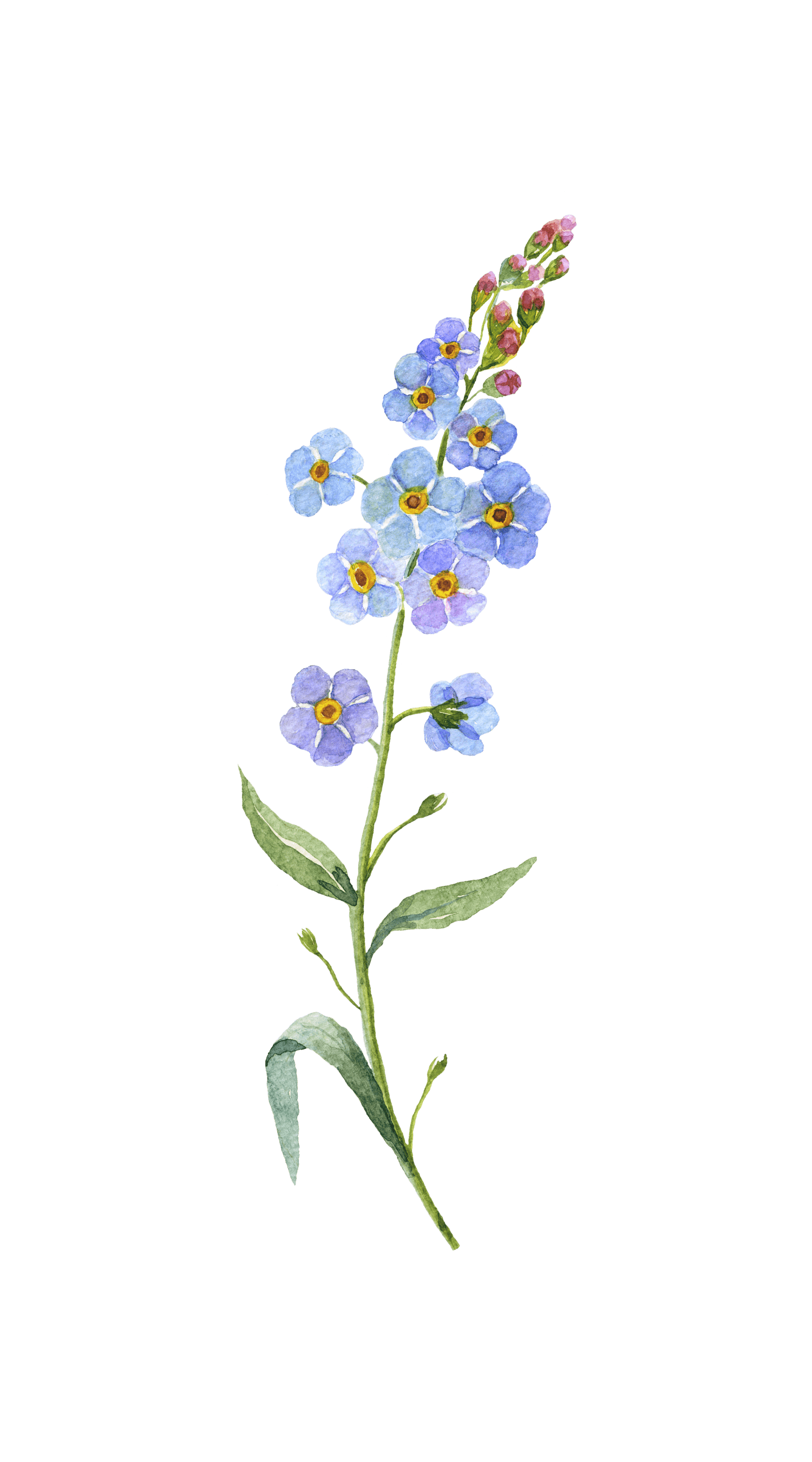 Watercolour flower decal
