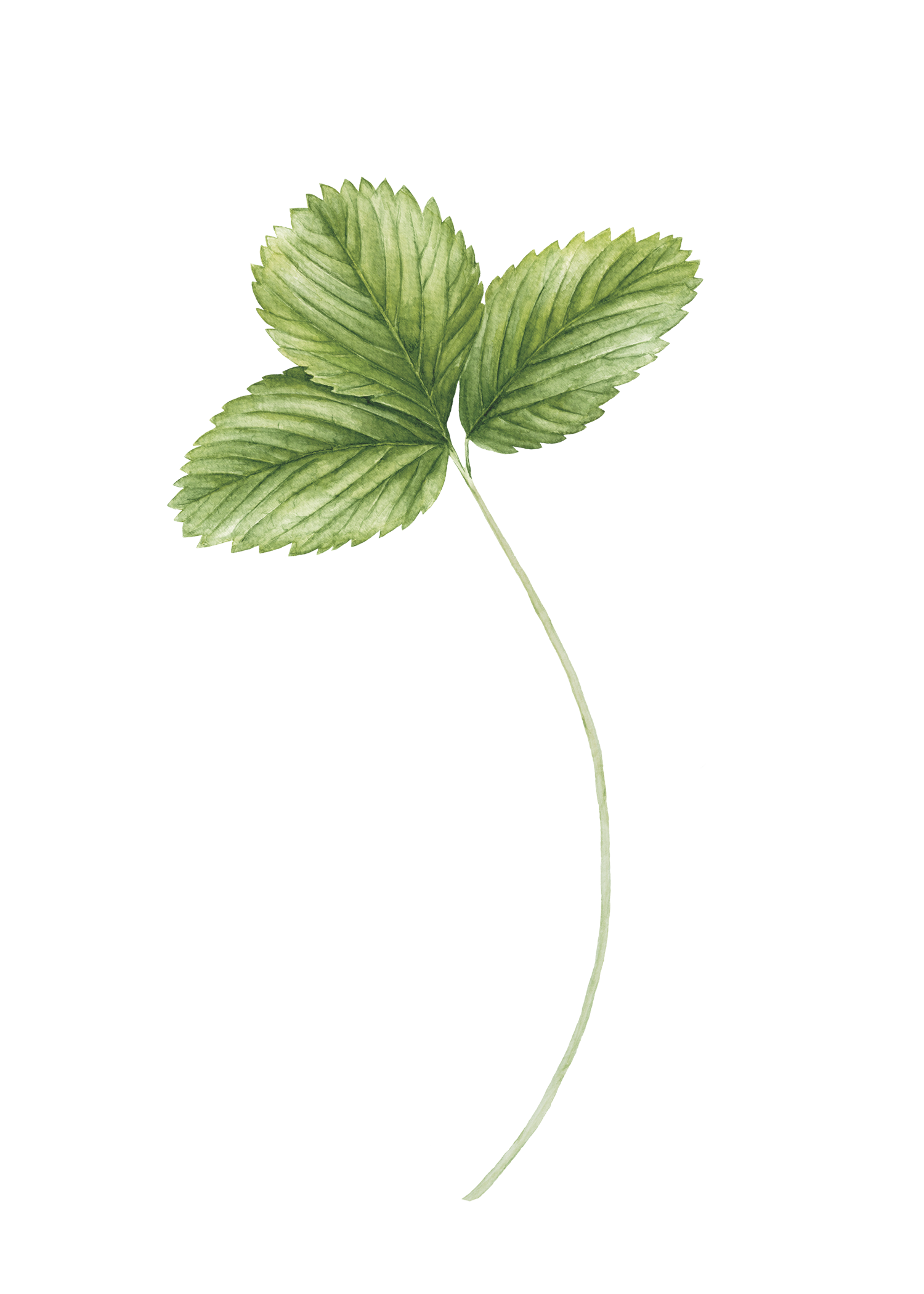 Close-up of a green mint leaf with textured surface and detailed veins.
