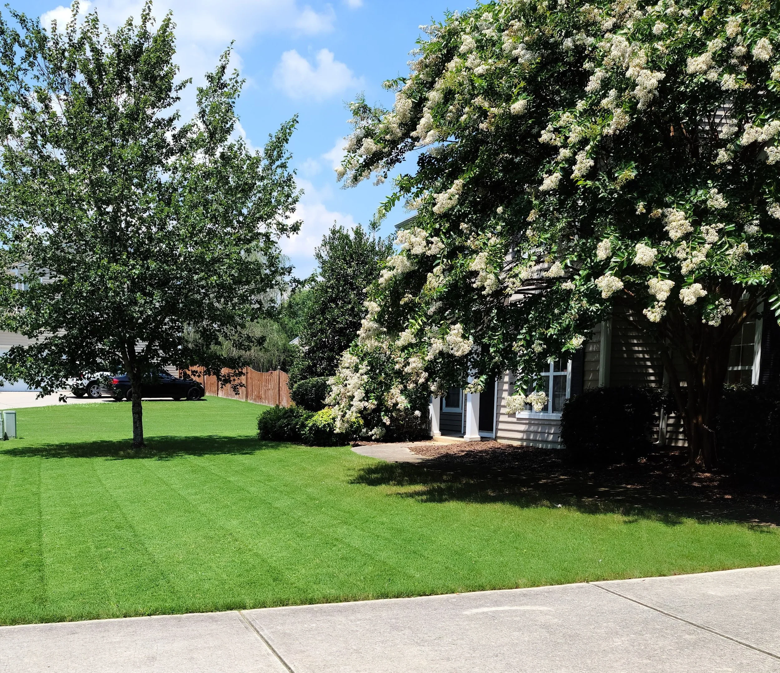 Well-maintained front yard with a lush green lawn, trees with white flowers, a sidewalk, and part of a house visible on the right side.