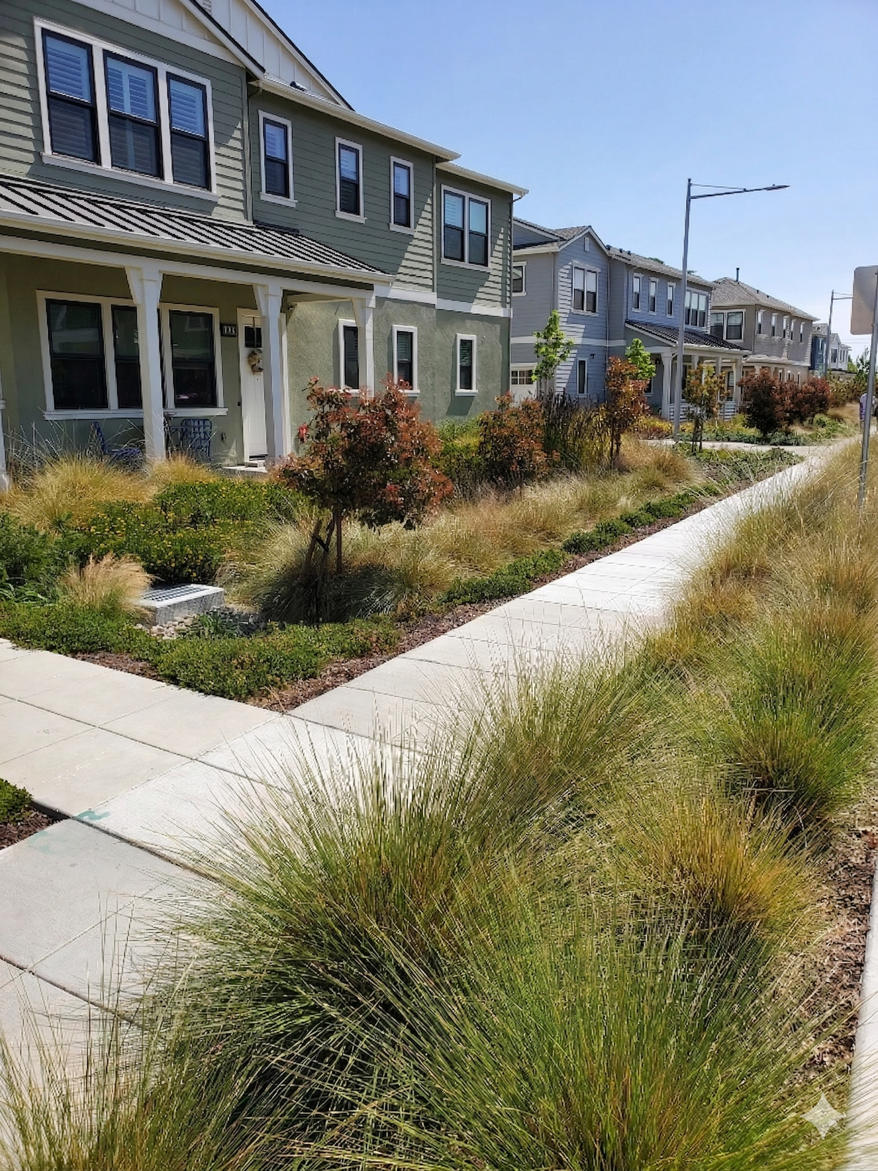 Sidewalk running through landscaped garden with ornamental grasses and small shrubs in front of modern multi-story houses in a residential neighborhood.