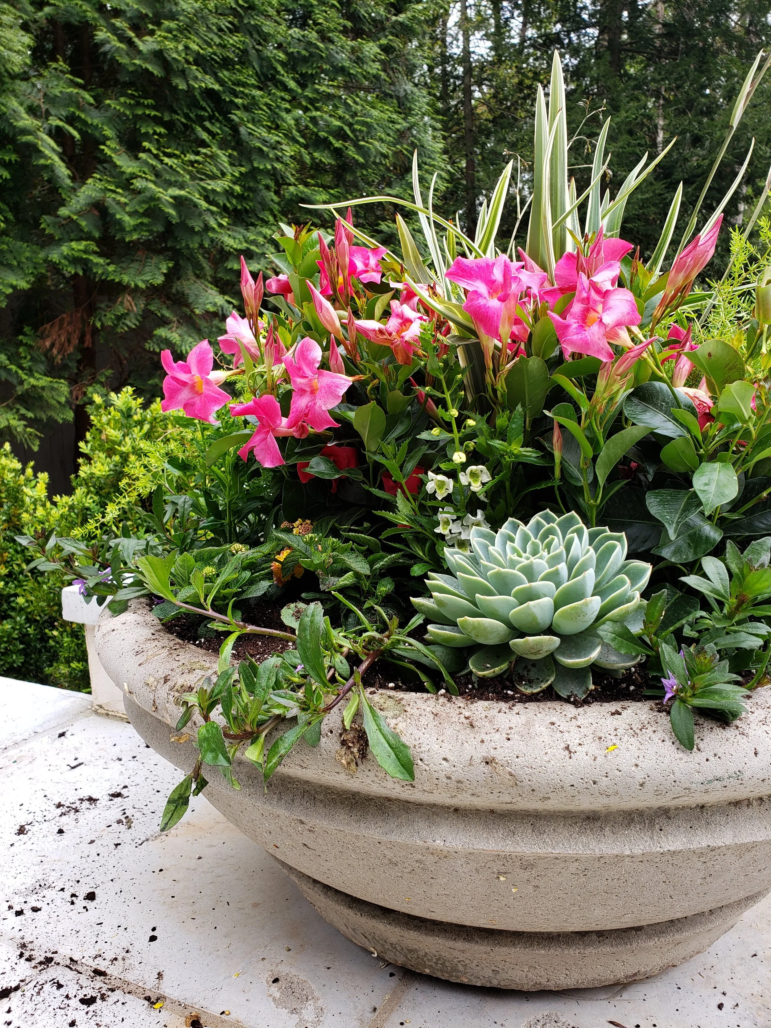 A large stone planter filled with pink flowers, green foliage, and succulents, outdoors in a garden setting.