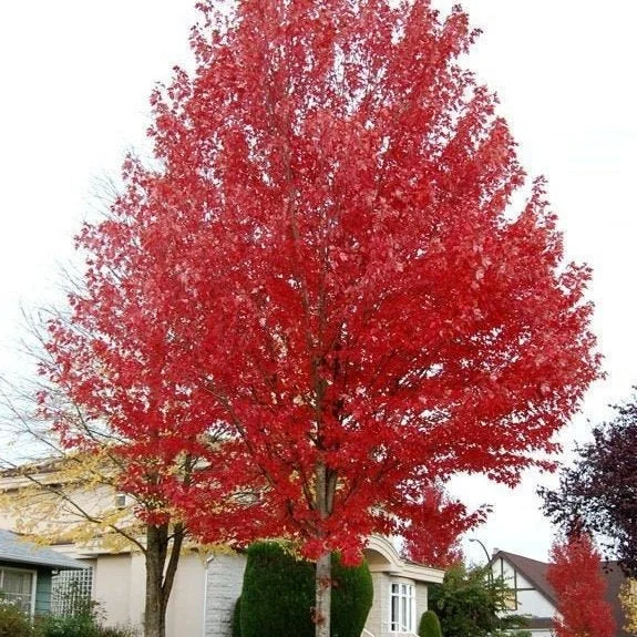Autumn Blaze Maple Tree