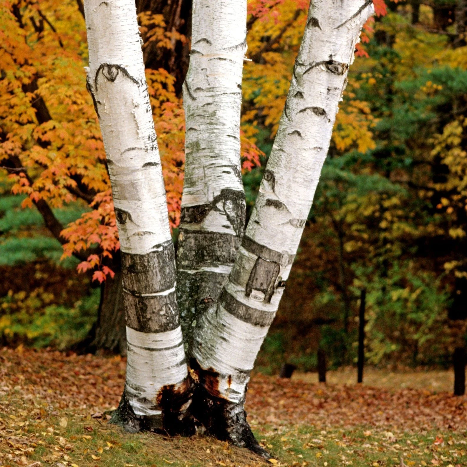 Paper Birch Tree