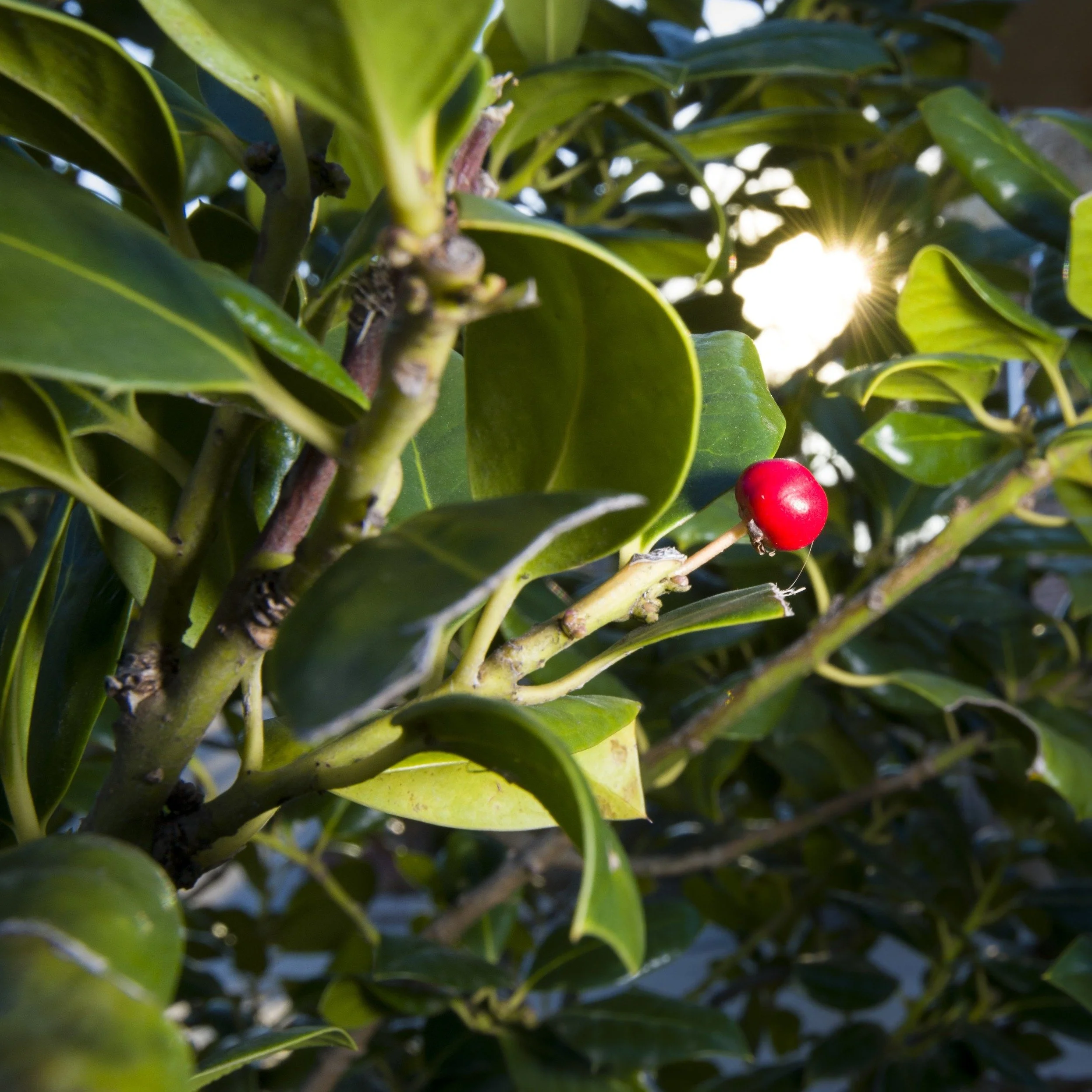 NellieStevens (2).jpg