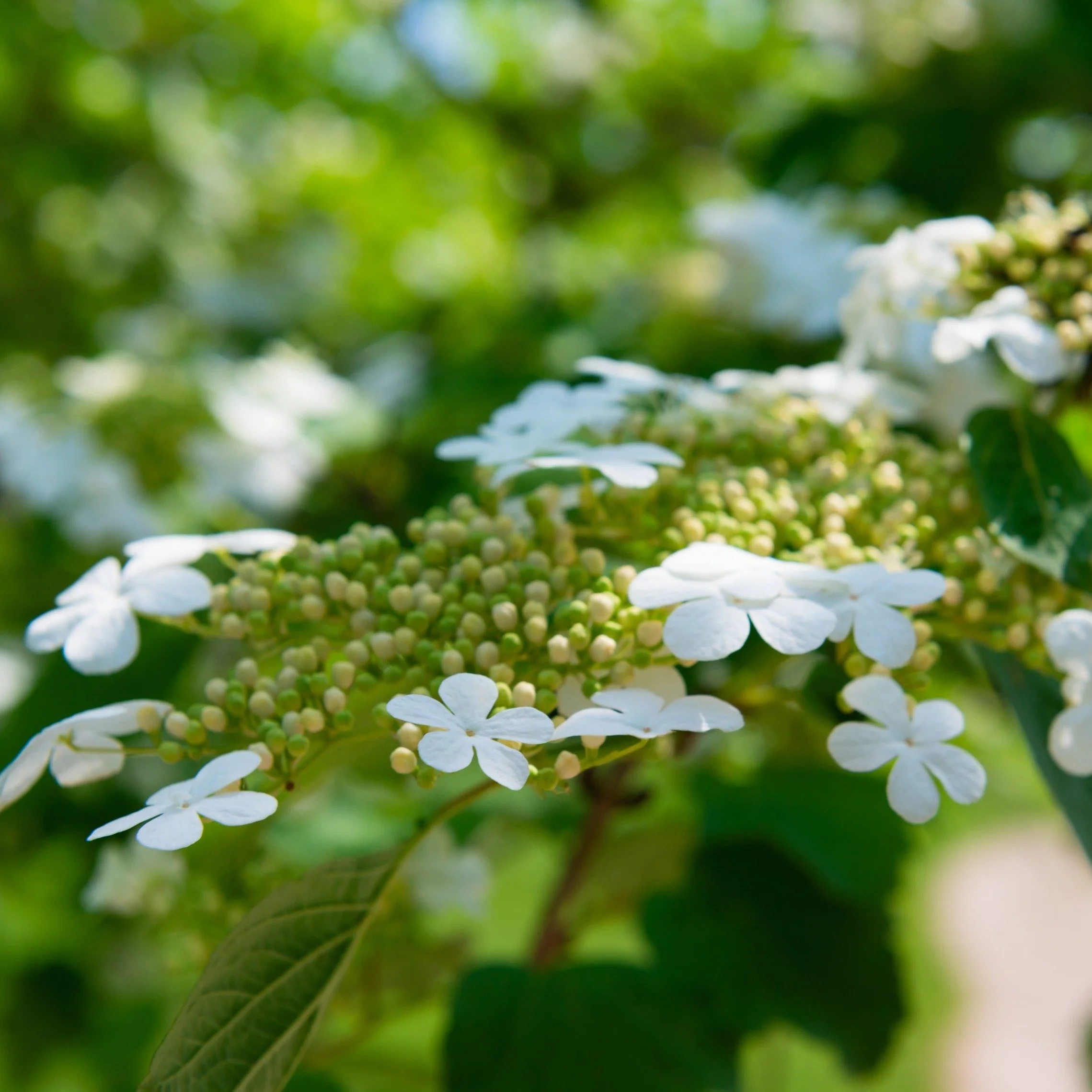 Arrowwood Viburnum Bush