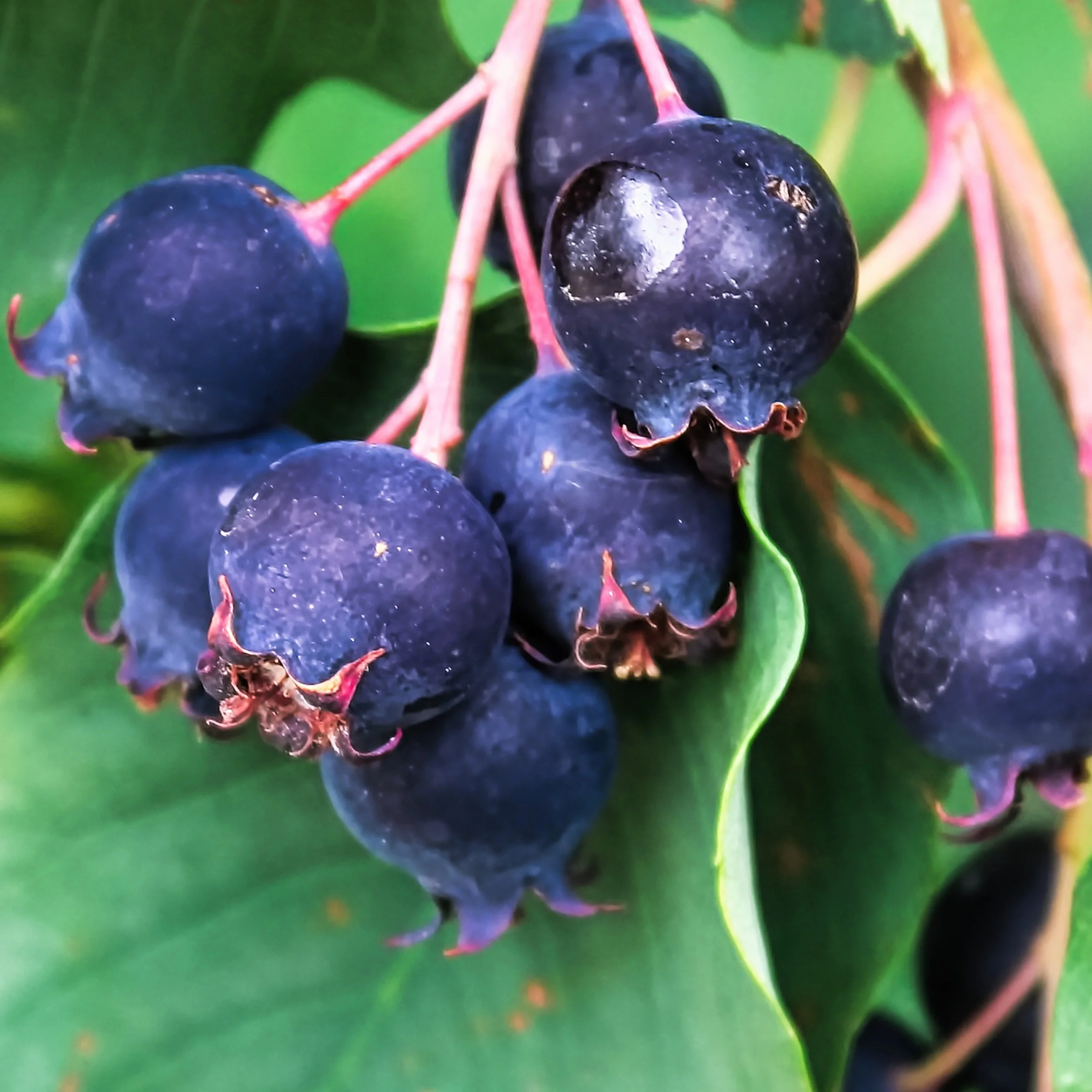 Saskatoon Serviceberry Bush