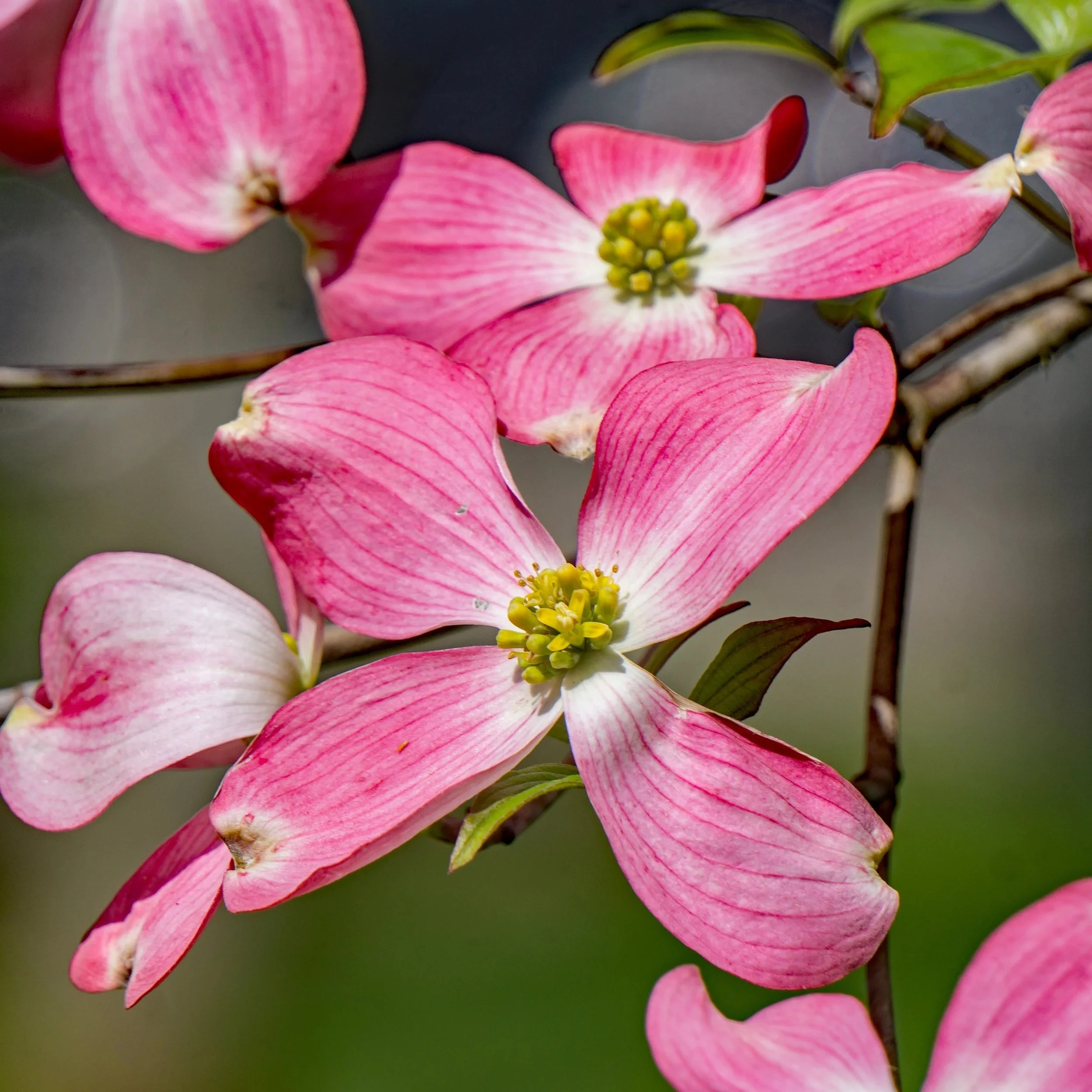 Pink_Dogwood_2.jpg