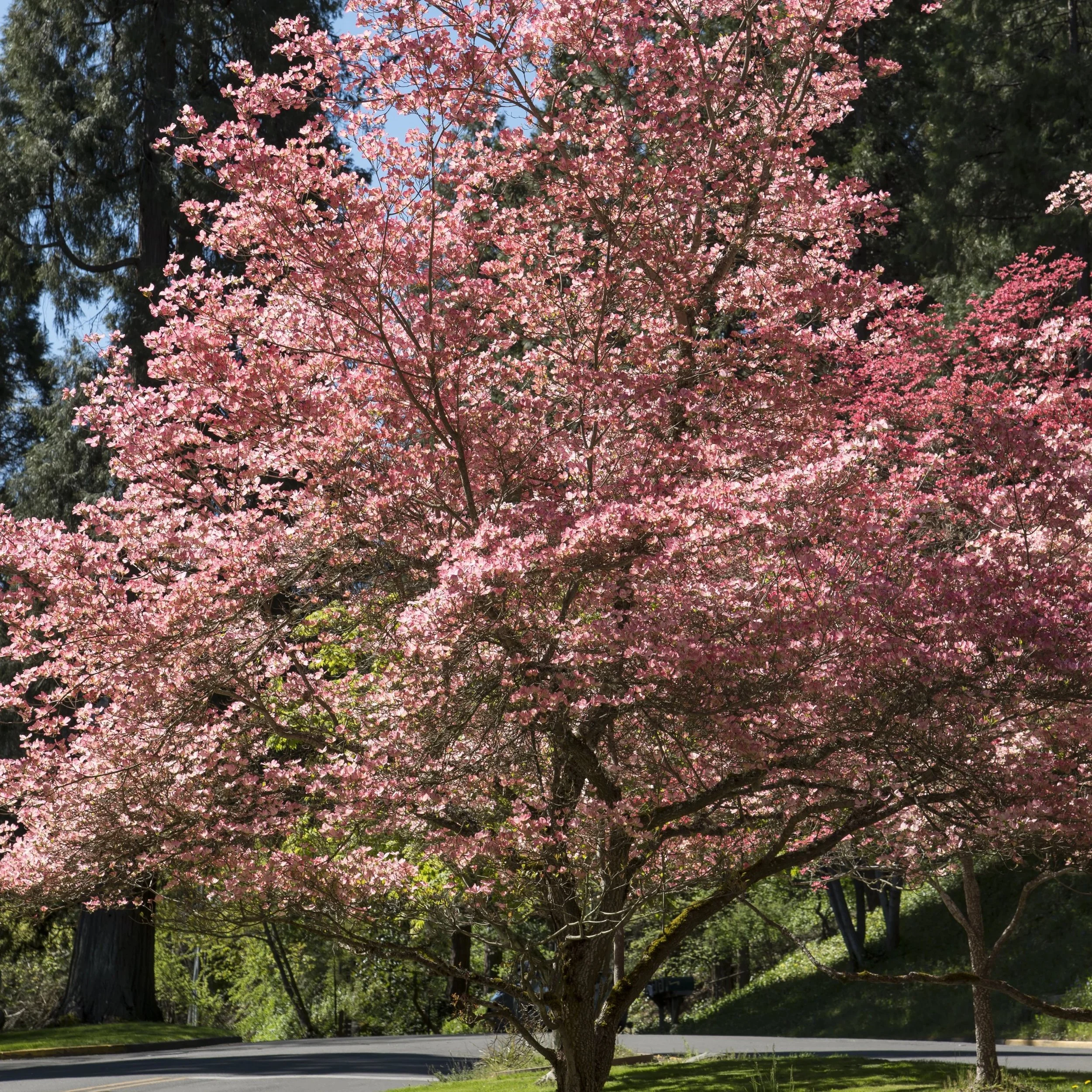 Pink_Dogwood_3.jpg