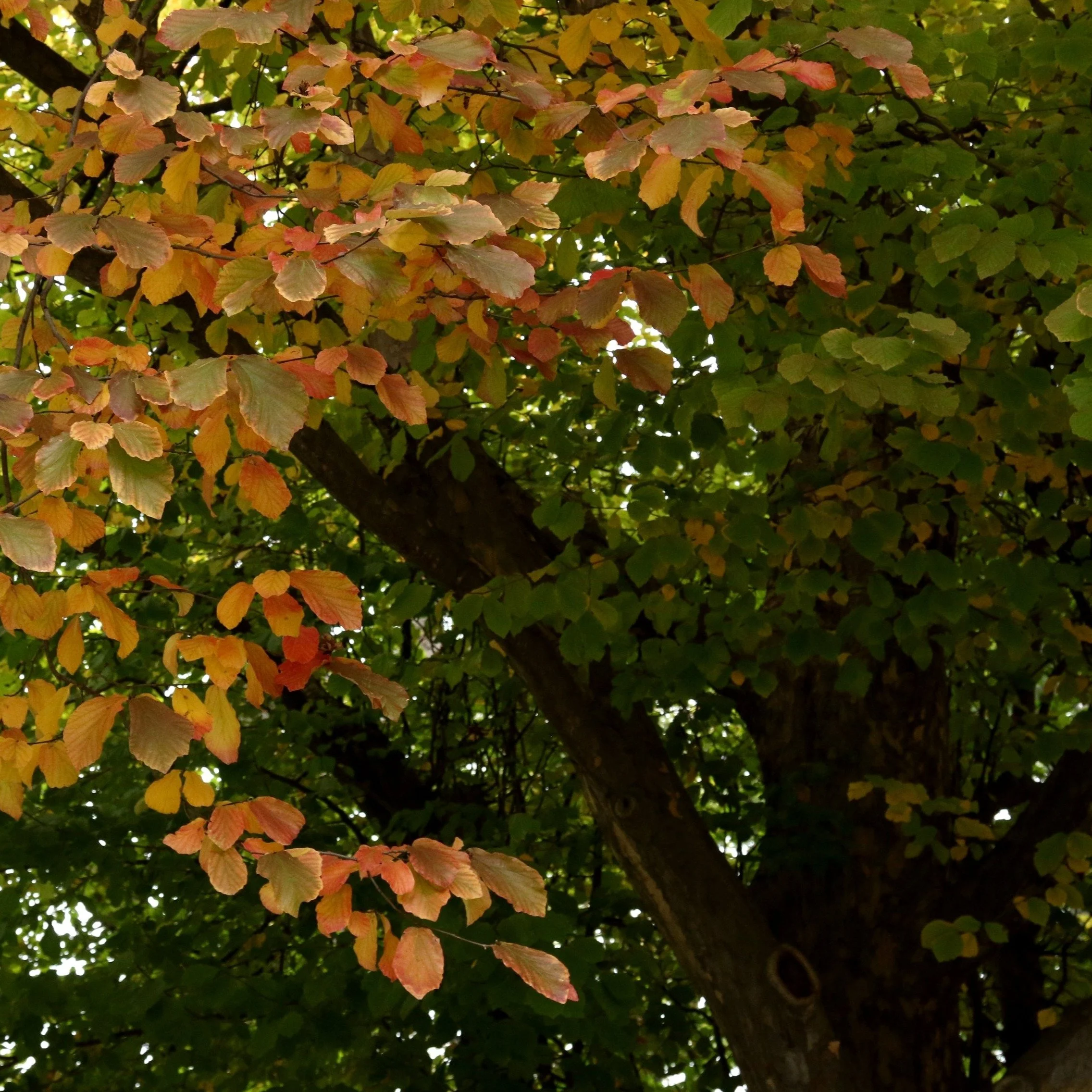 Persian Ironwood Tree