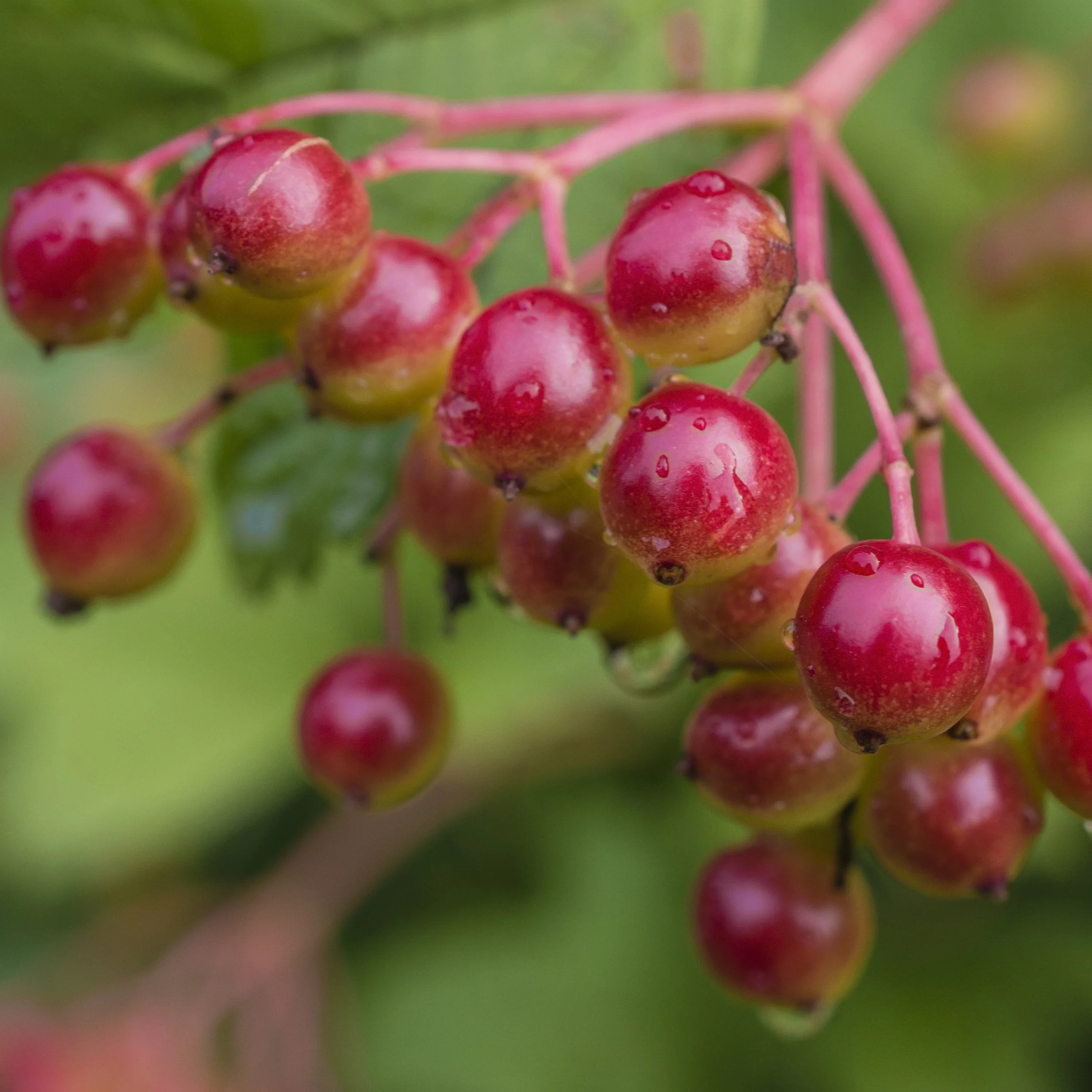 Alleghany Viburnum2.jpg