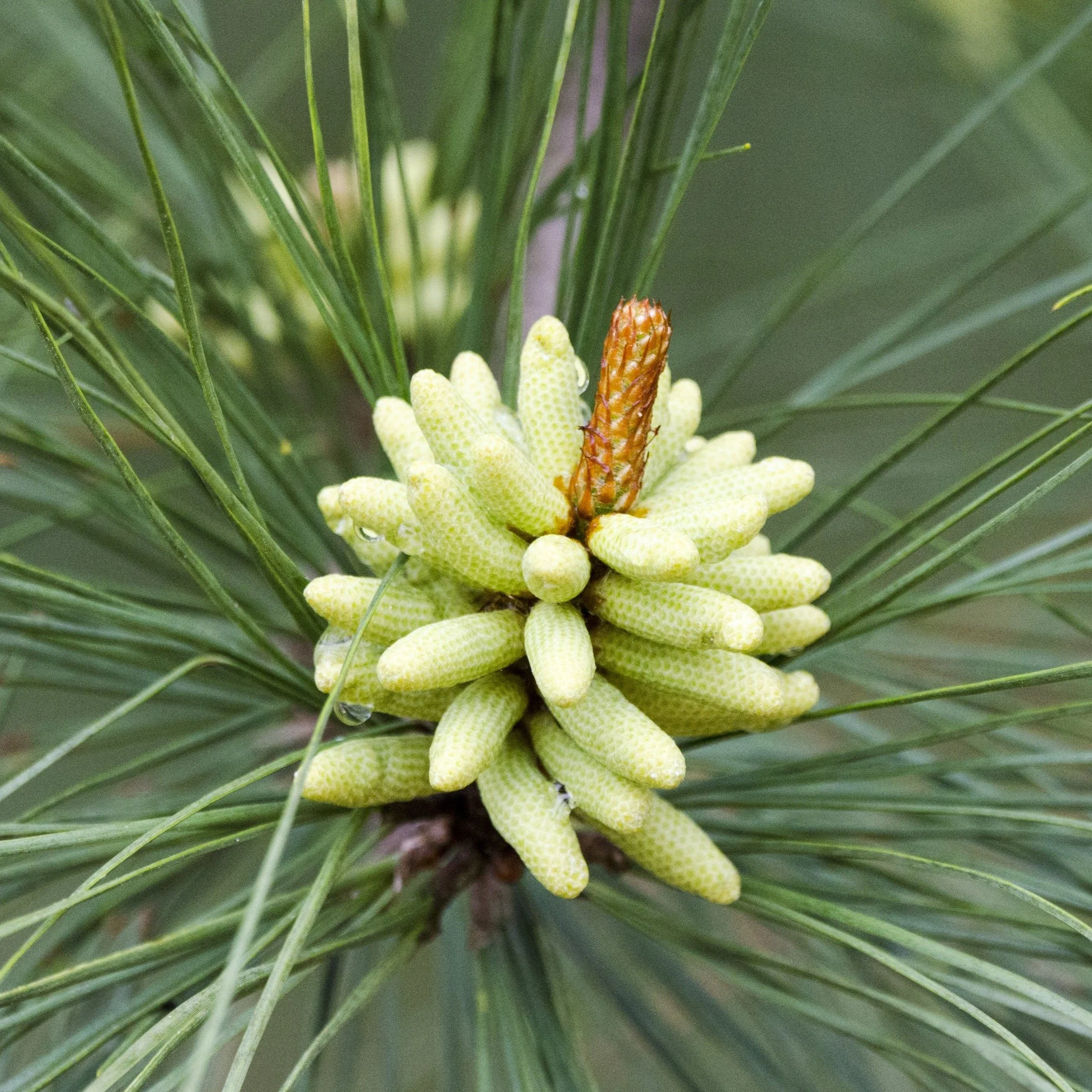 Loblolly Pine Tree