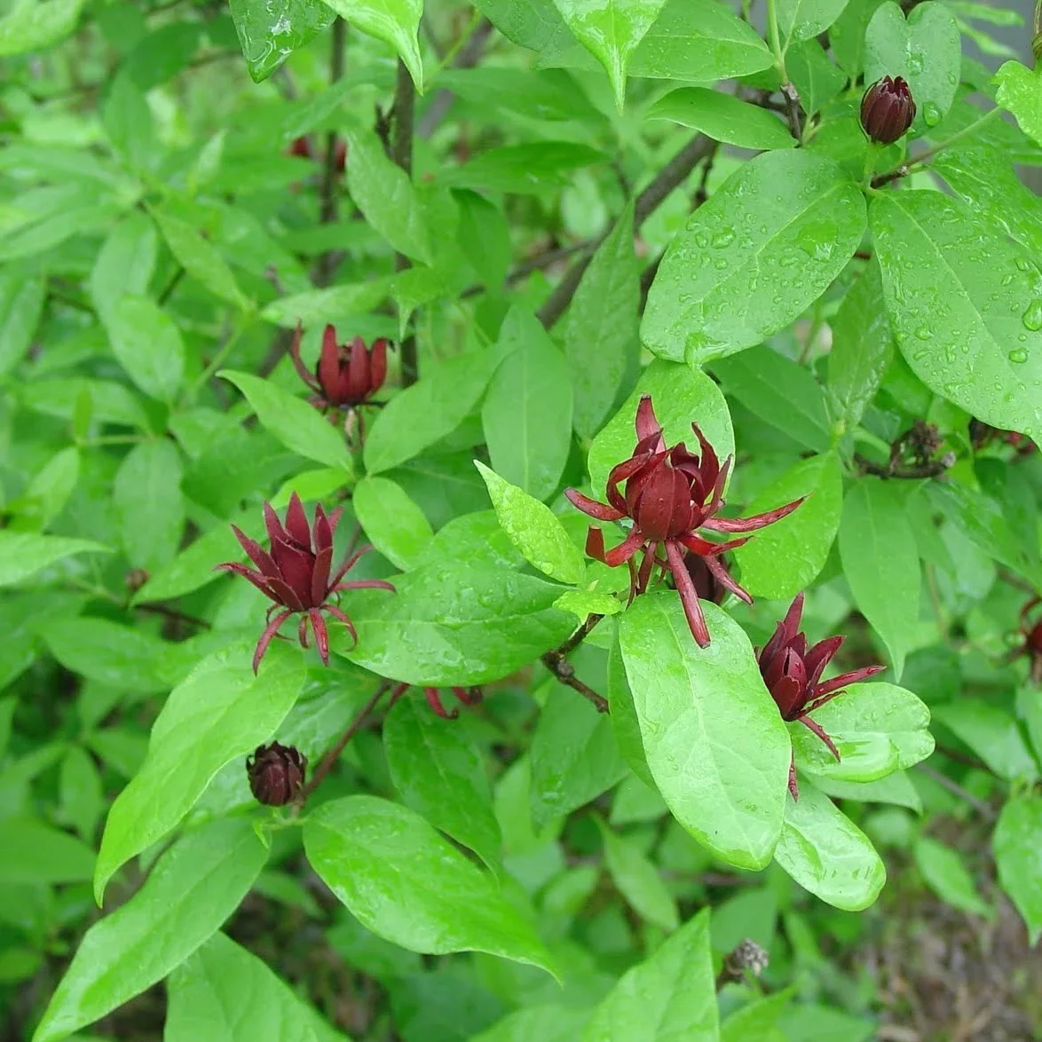 SweetShrub (2).jpg