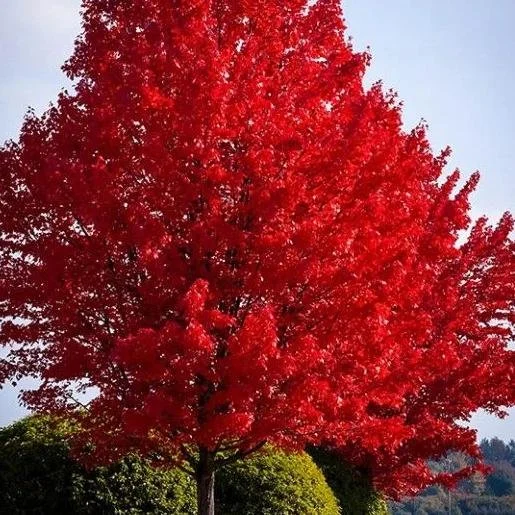 October Glory Maple