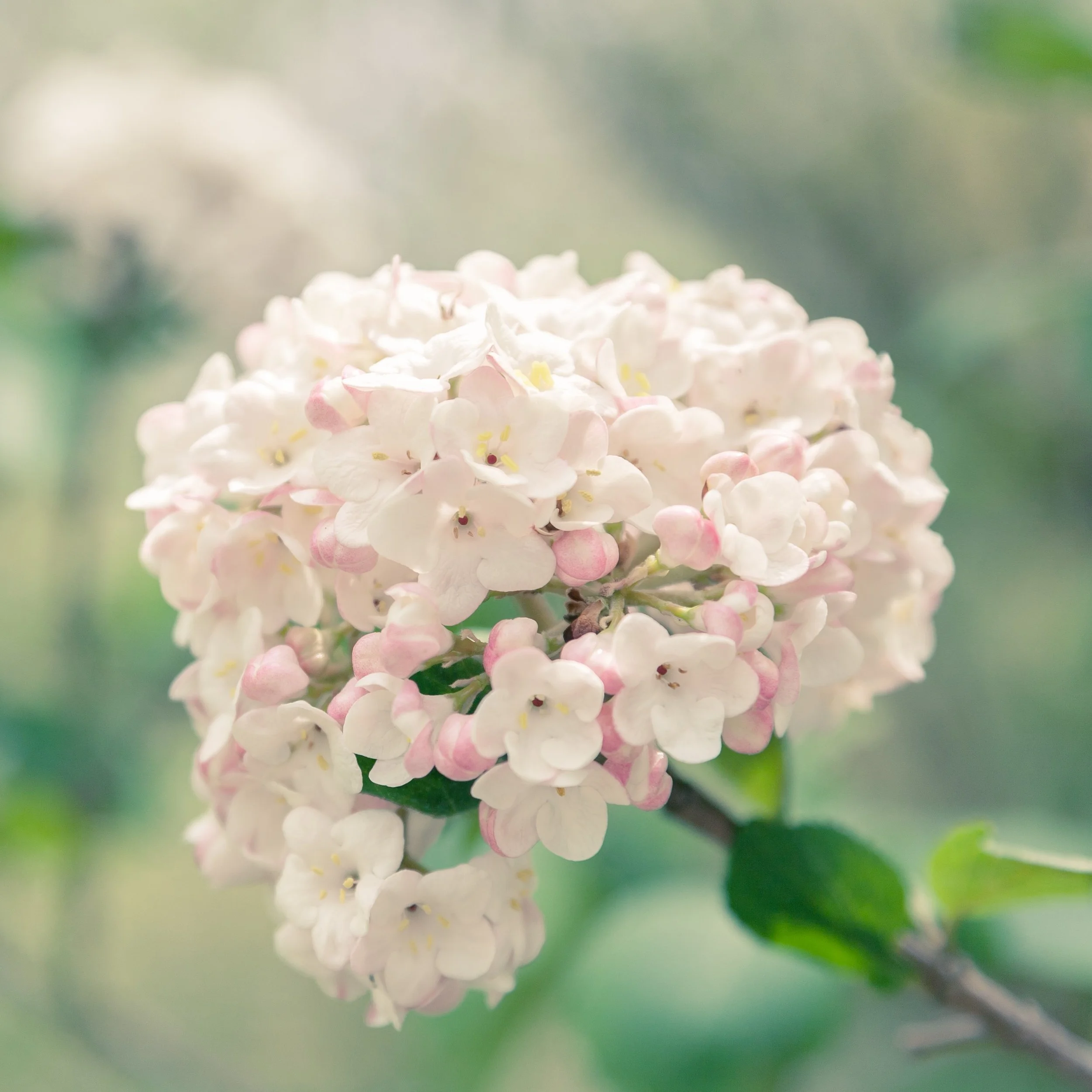 Alleghany Viburnum3.jpg