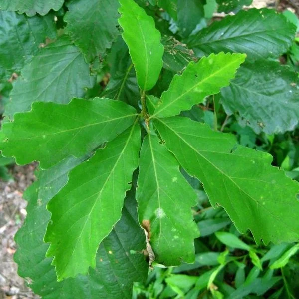 SwampWhiteOak (3).jpg