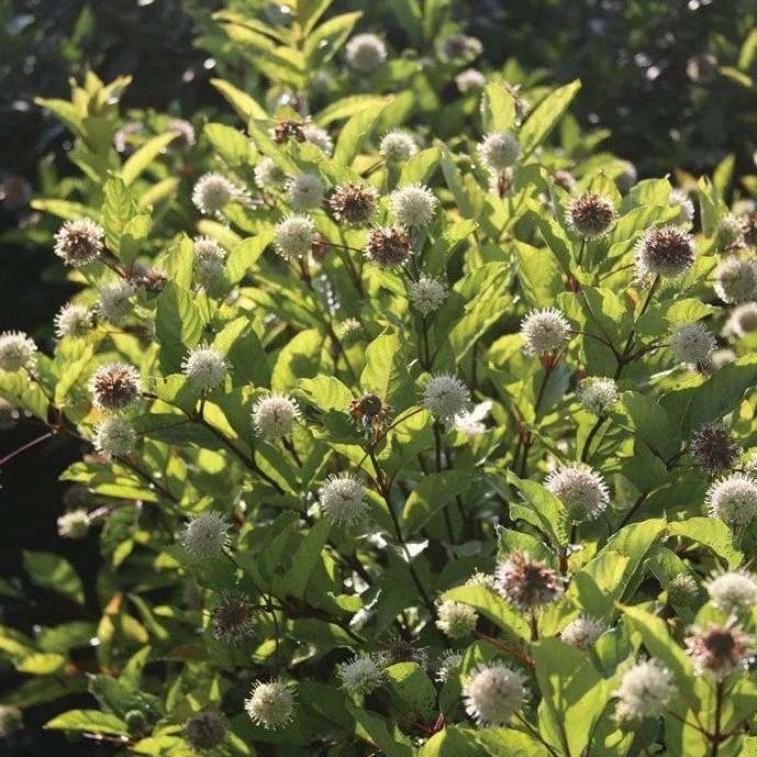Buttonbush3.jpg