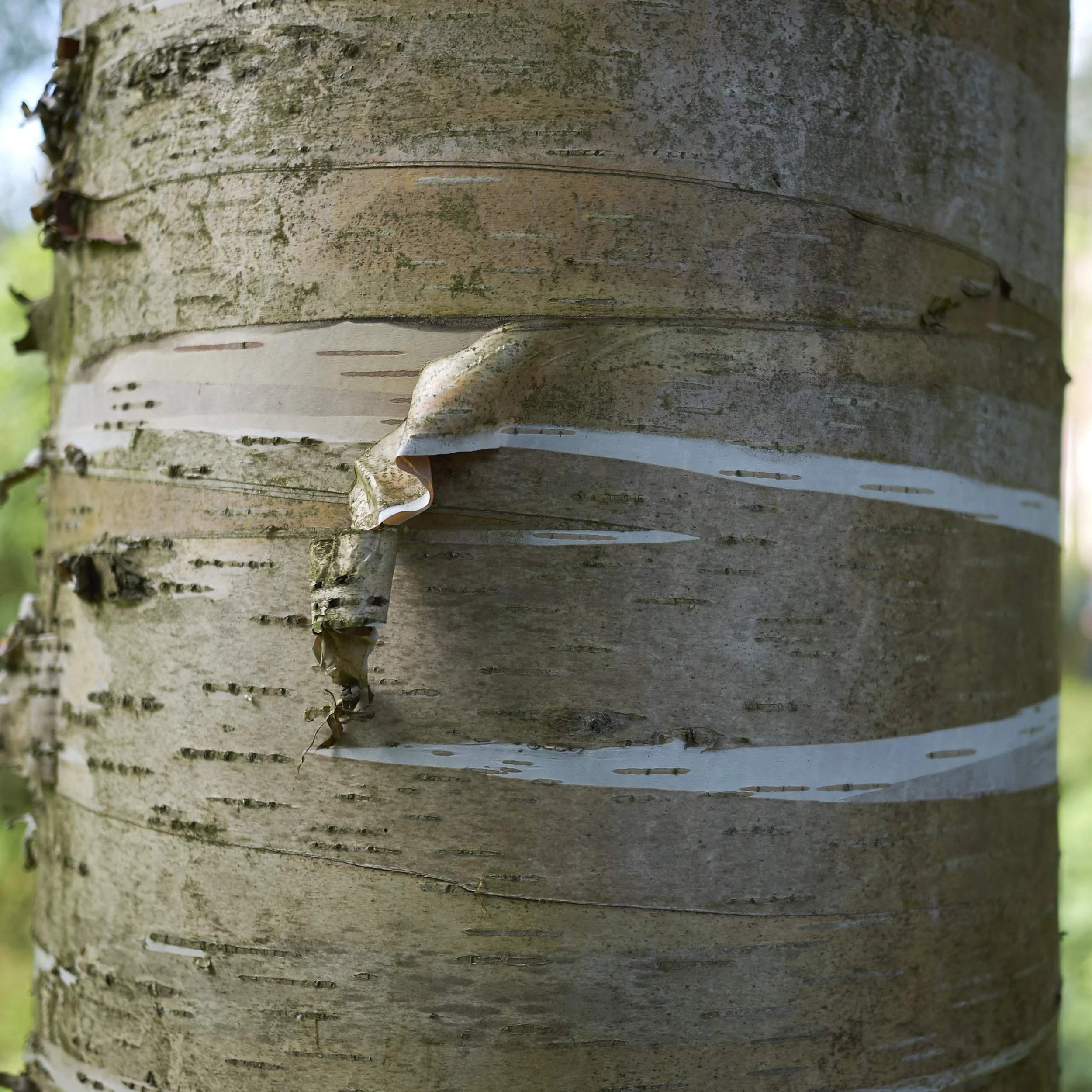 YellowBirch3.jpg