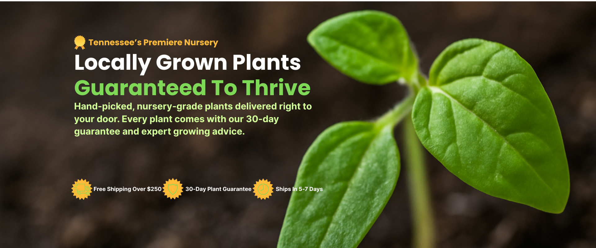 Close-up of a young green plant with three leaves growing in dark soil.