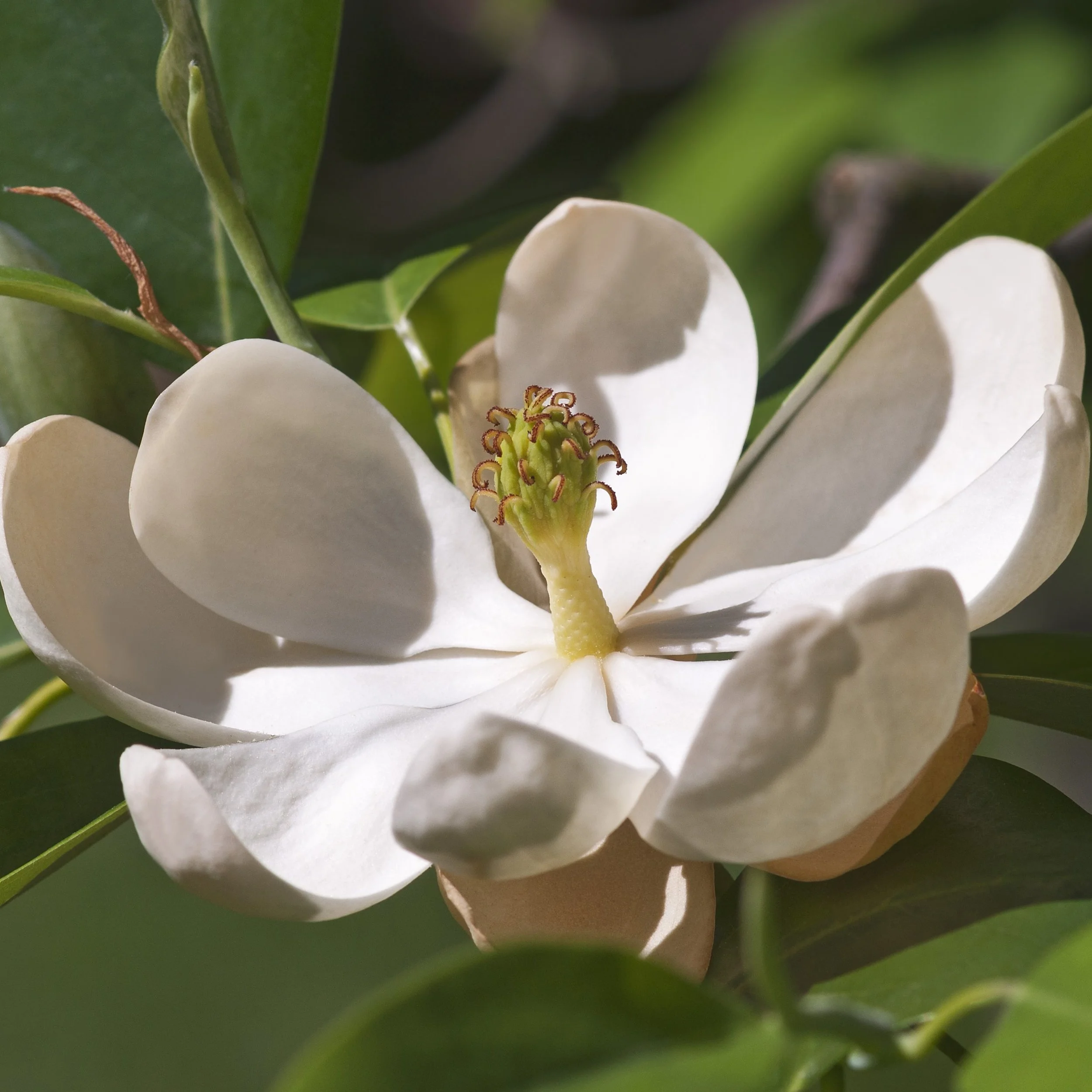 Sweetbay Magnolia Tree