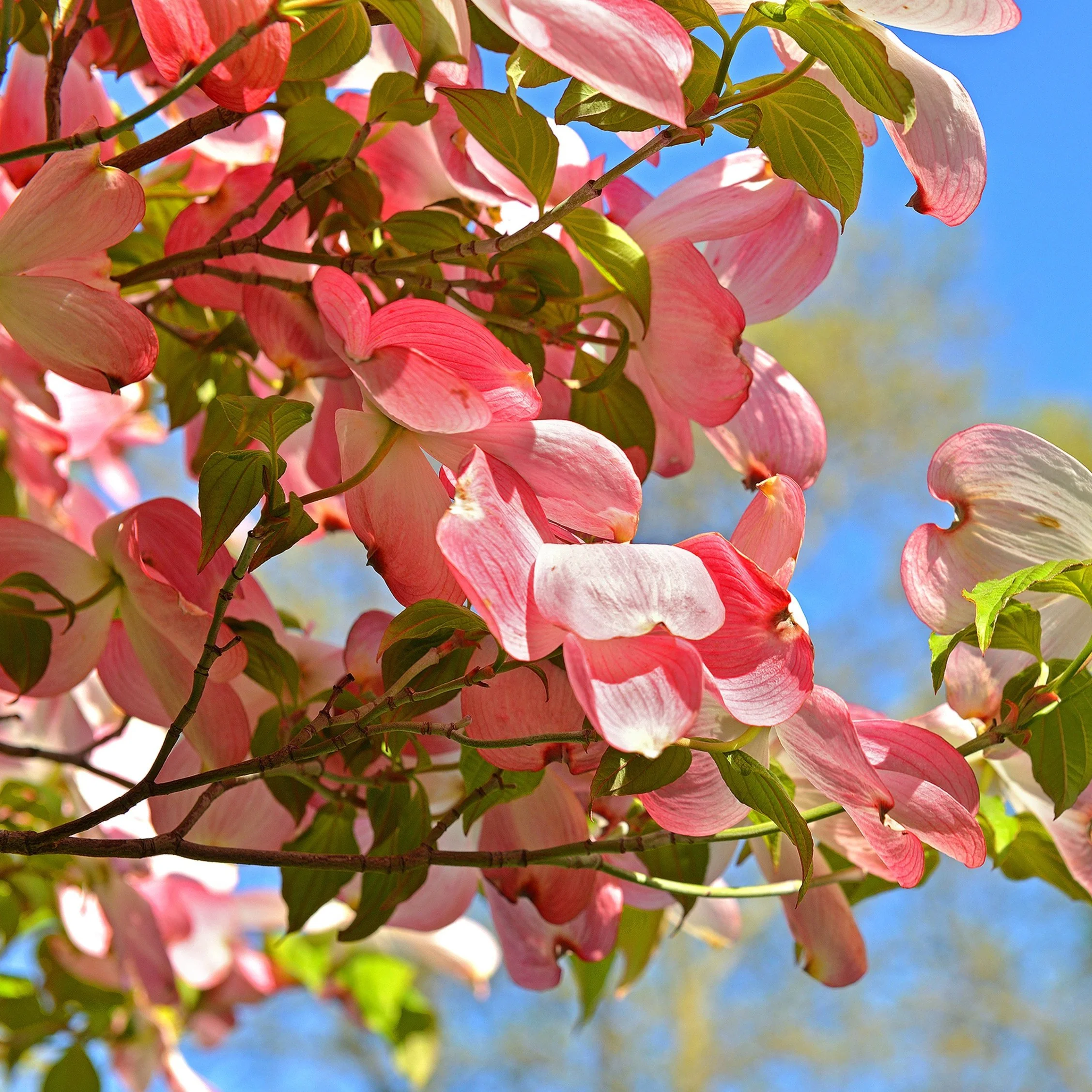 Pink Dogwood Tree